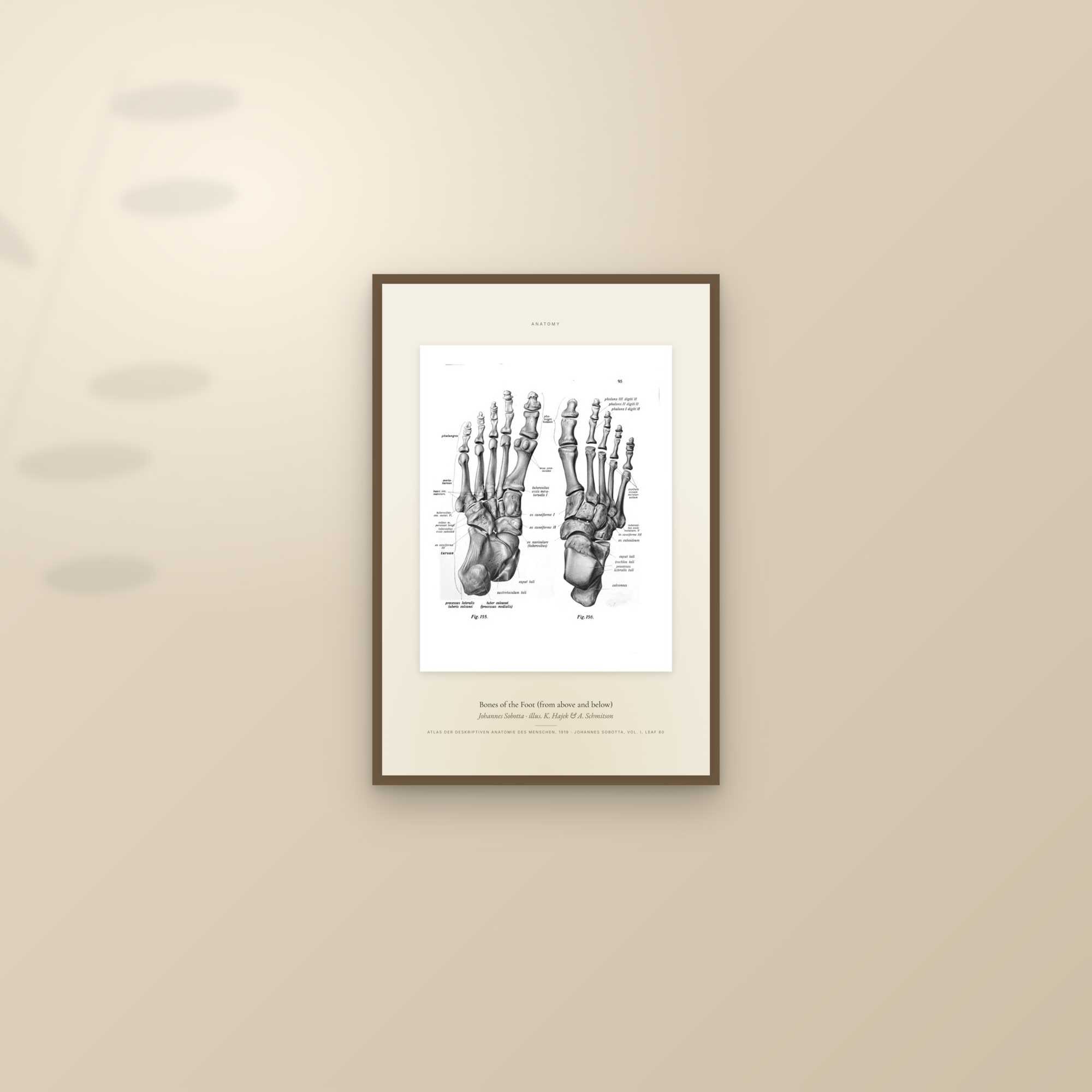 Bones of the Foot (from above and below) — Specimen — framed and styled on a sunlit wall