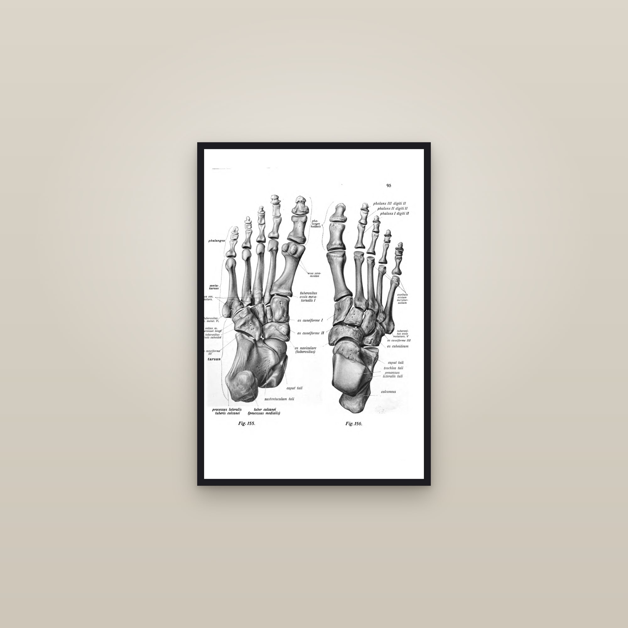 Bones of the Foot (from above and below) — framed in a gallery setting
