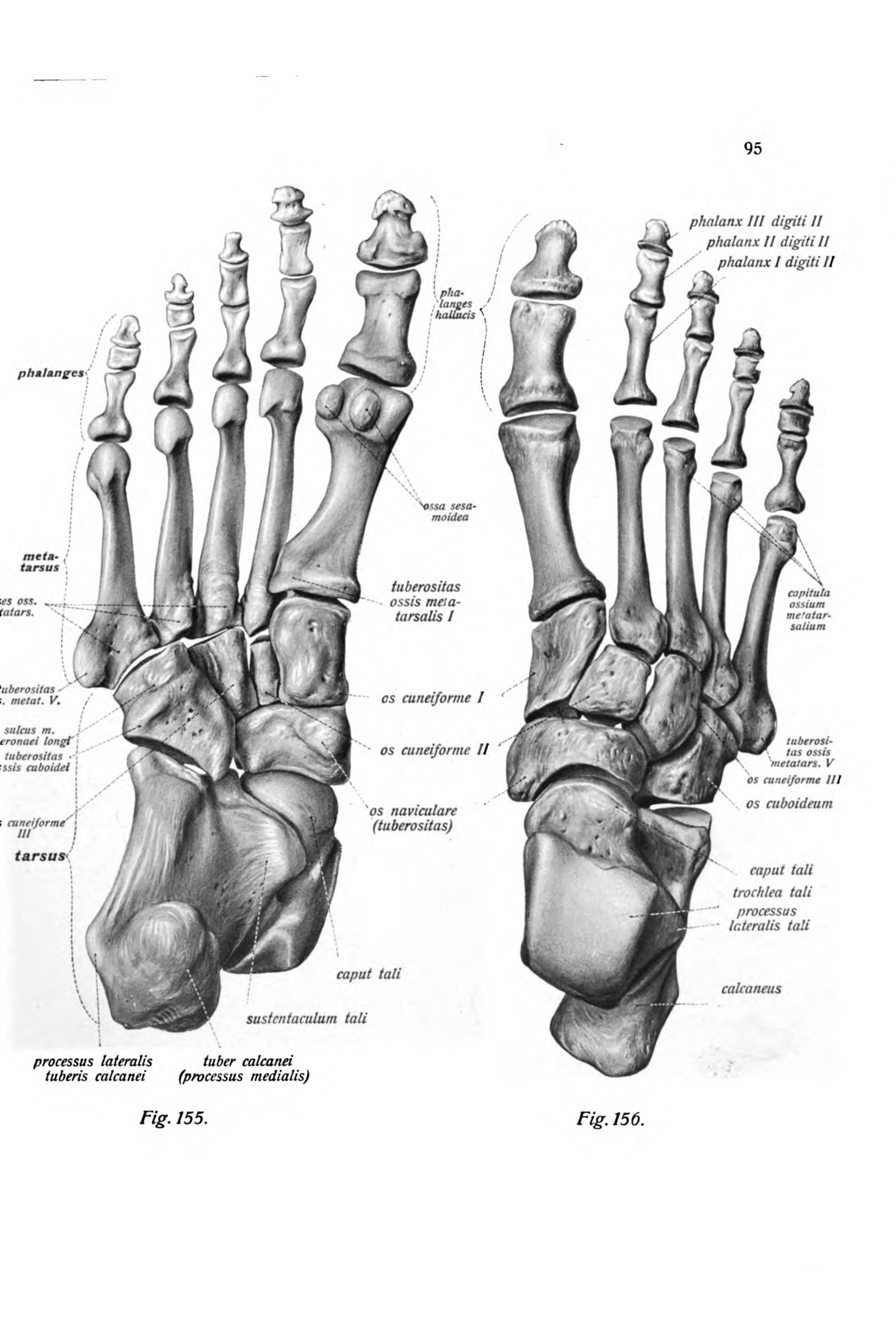 Bones of the Foot (from above and below)