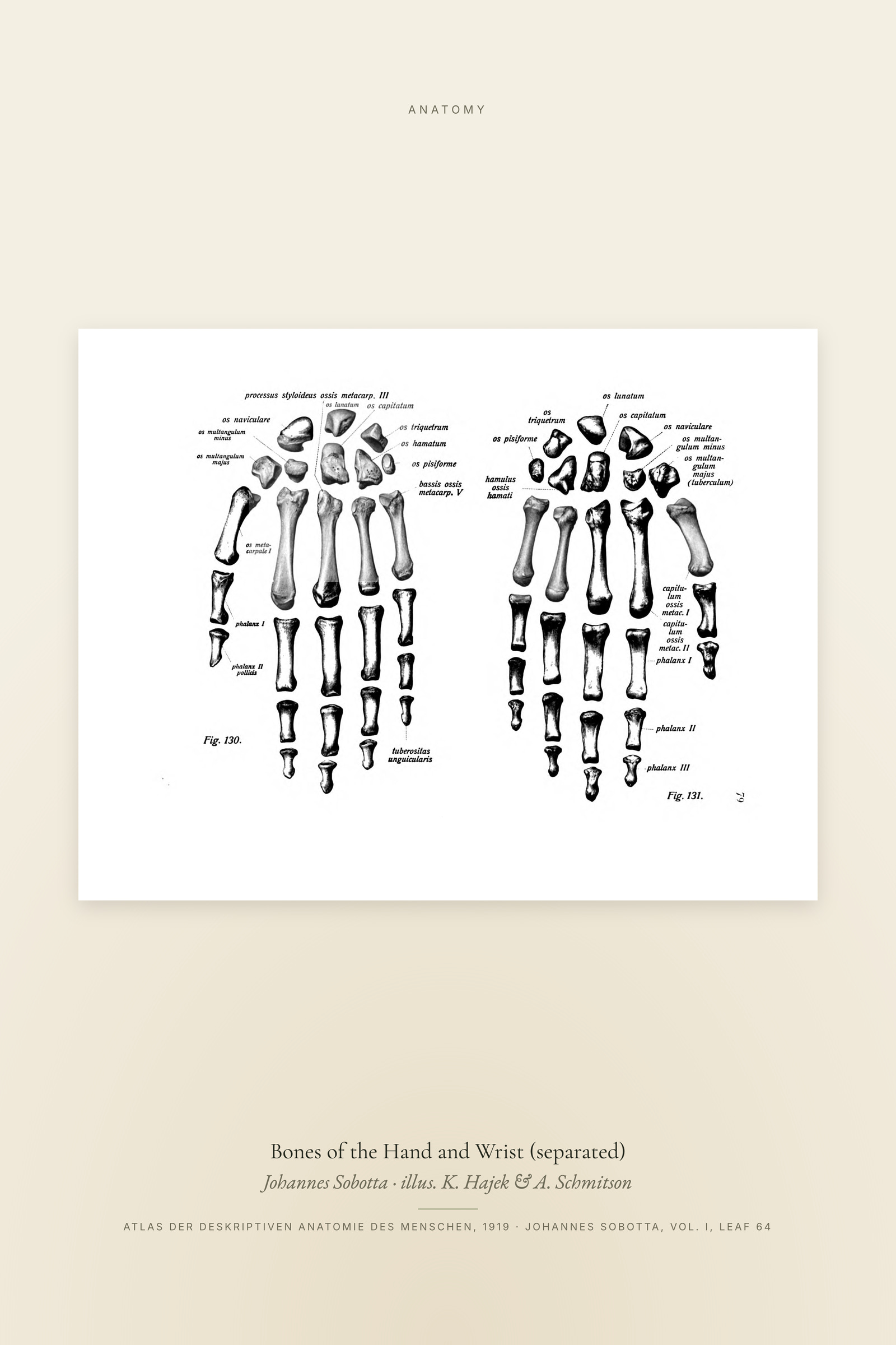 Bones of the Hand and Wrist (separated)