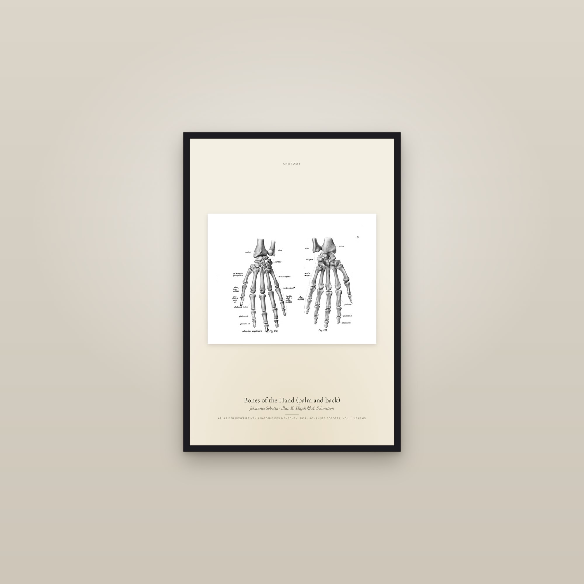 Bones of the Hand (palm and back) — framed in a gallery setting