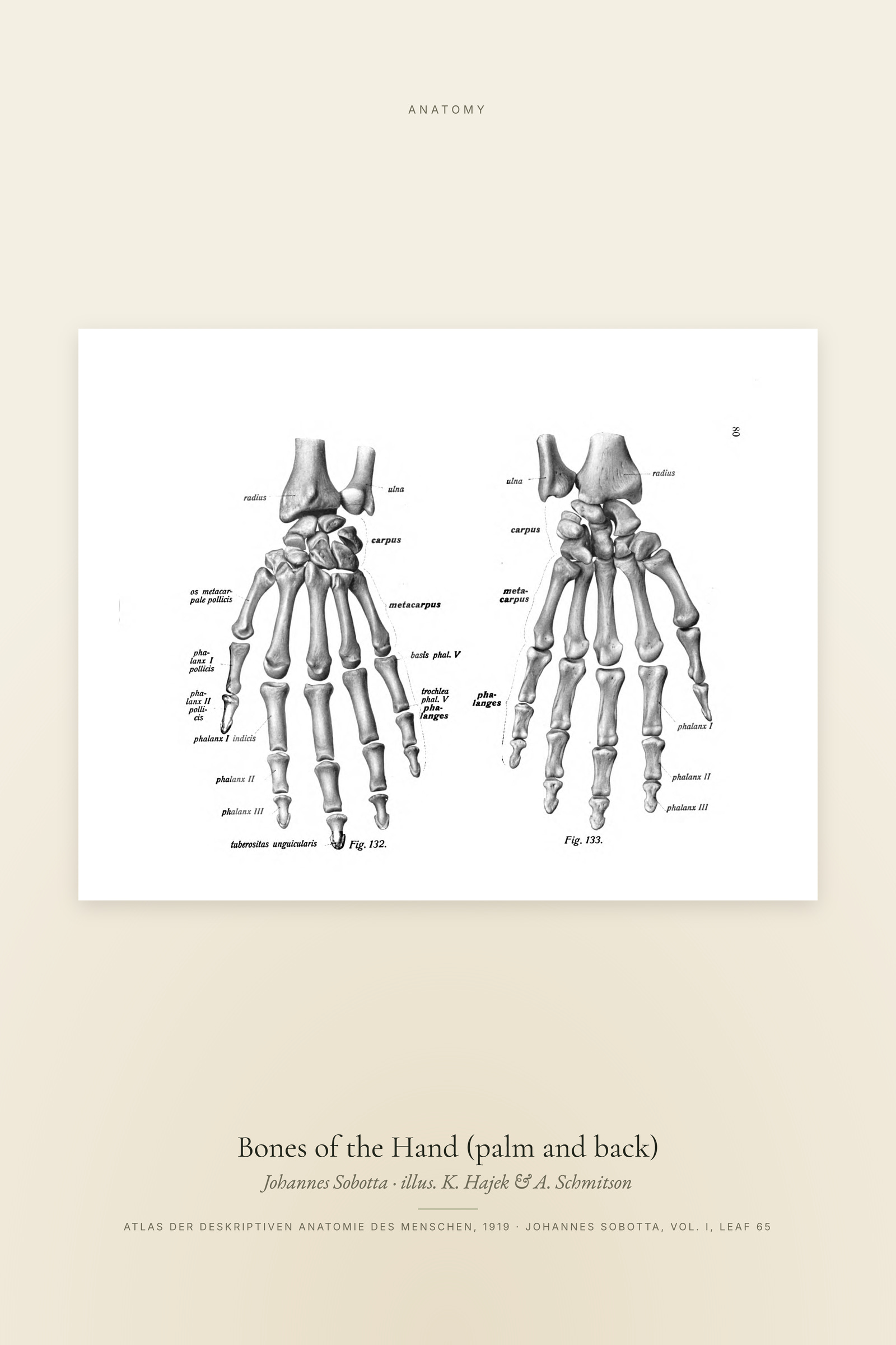 Bones of the Hand (palm and back)