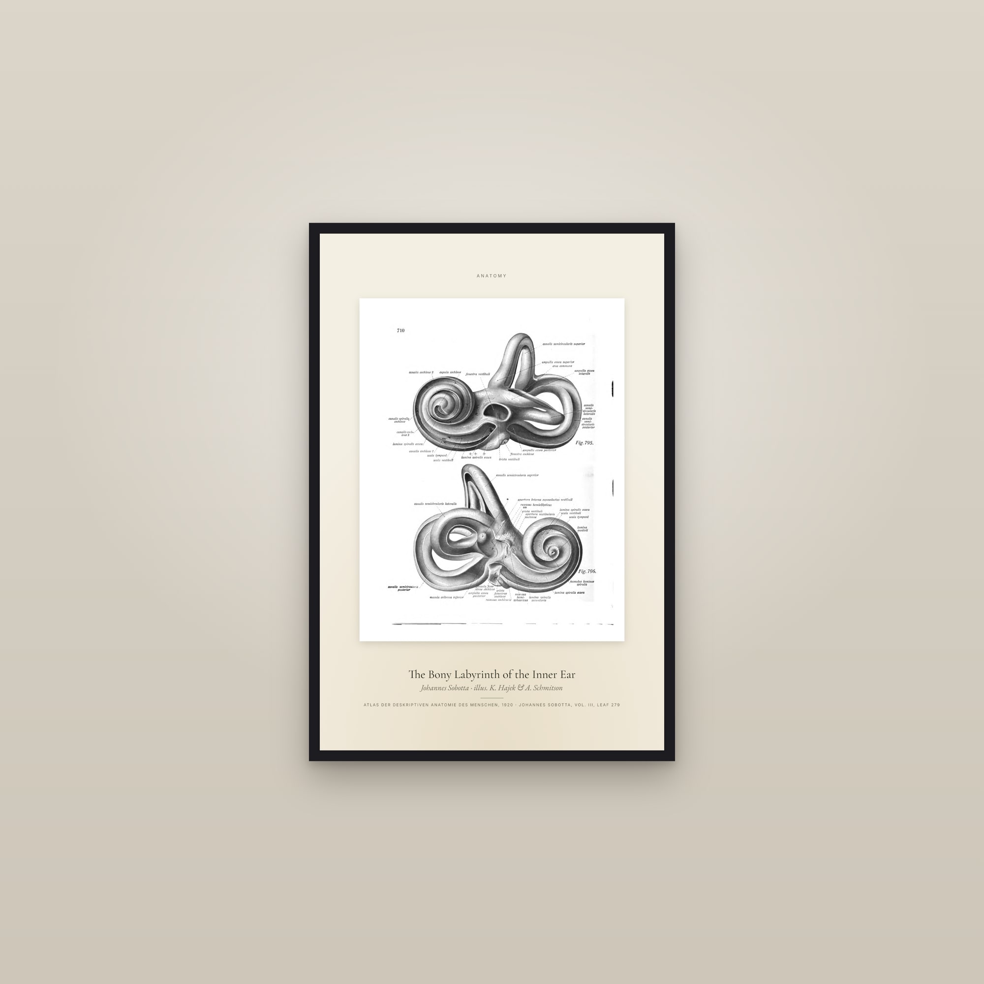 The Bony Labyrinth of the Inner Ear — Specimen — framed in a gallery setting