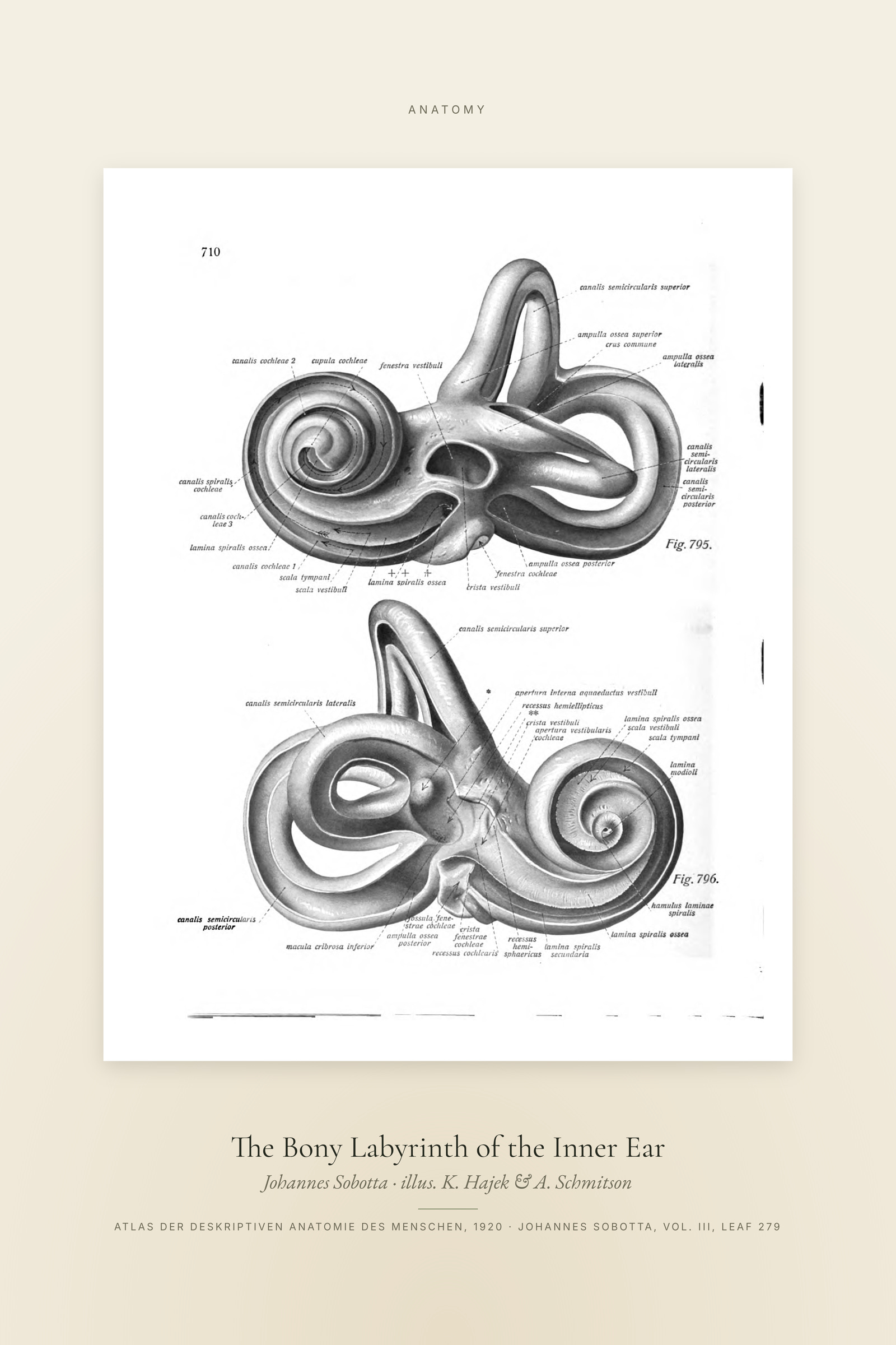 The Bony Labyrinth of the Inner Ear — Specimen