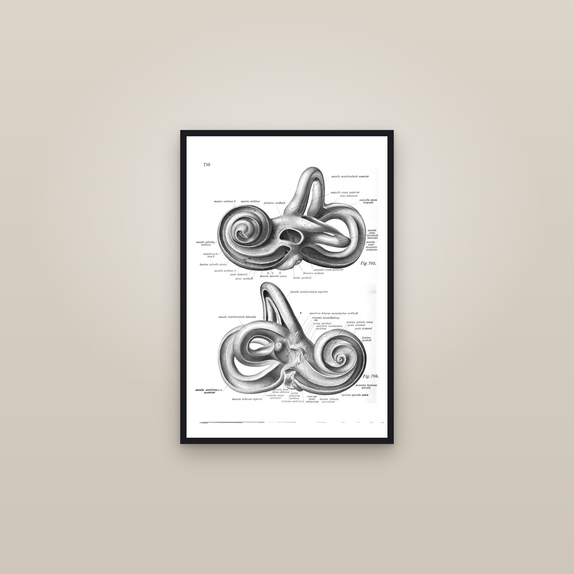 The Bony Labyrinth of the Inner Ear — framed in a gallery setting