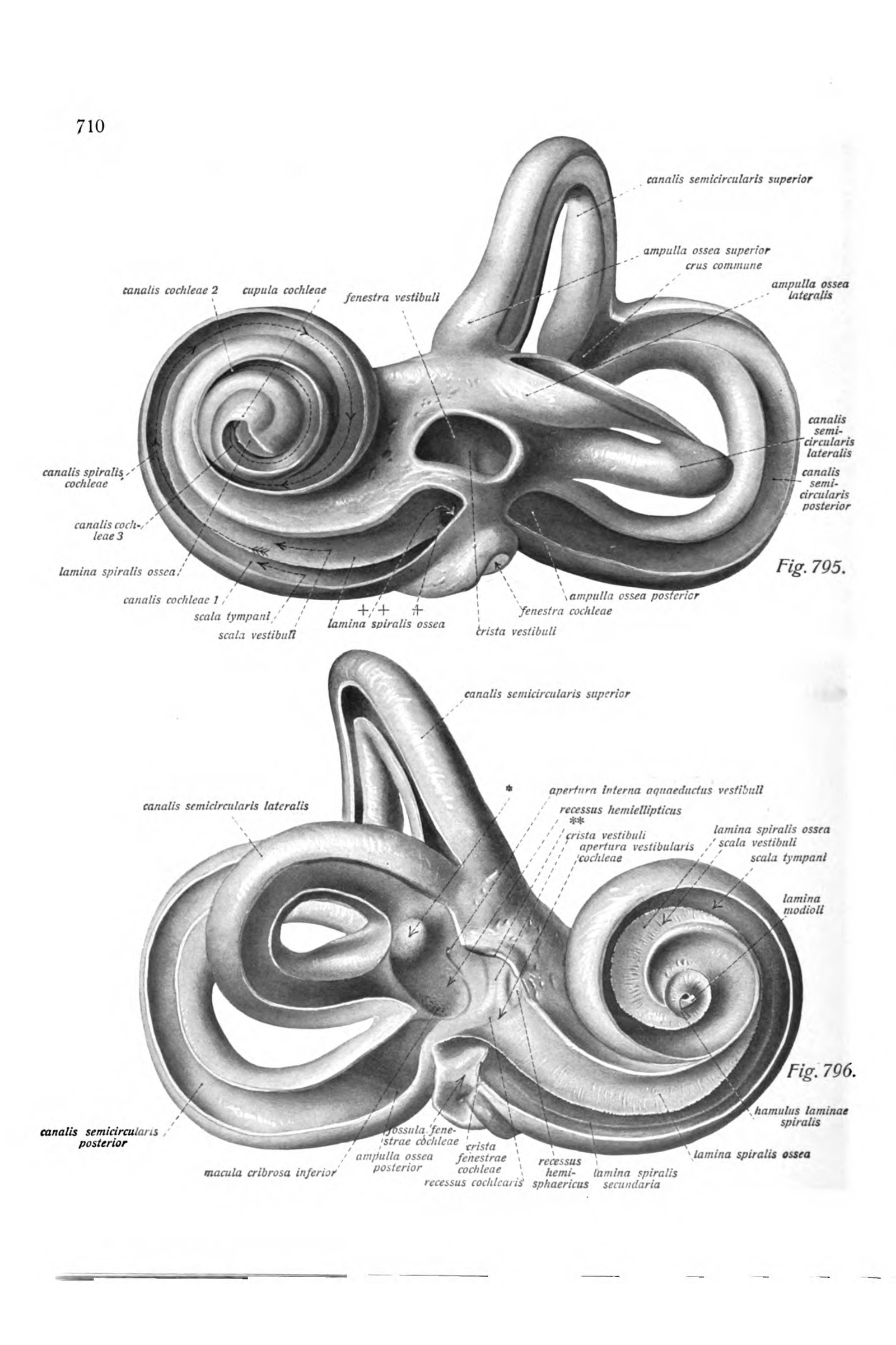 The Bony Labyrinth of the Inner Ear