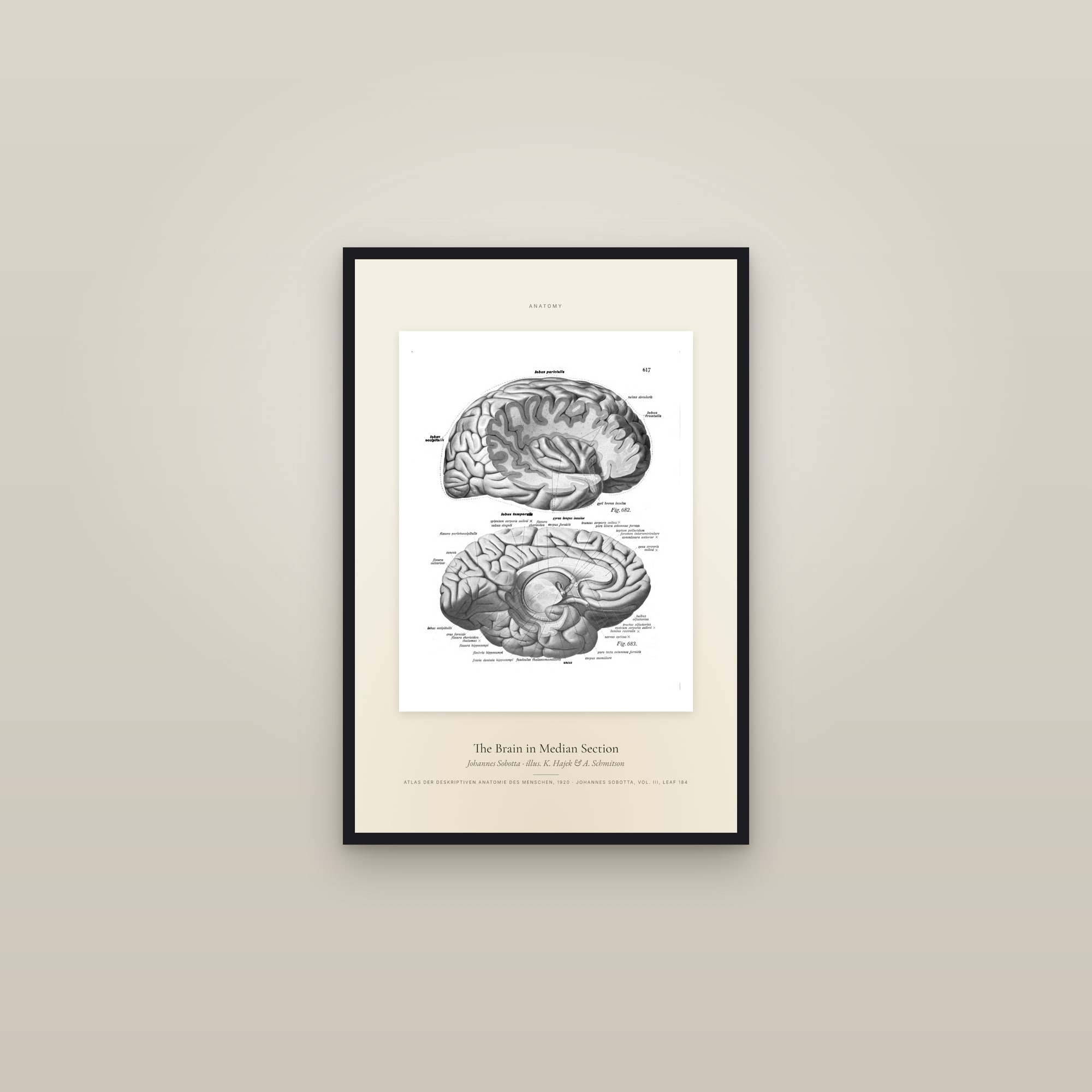 The Brain in Median Section — Specimen — framed in a gallery setting