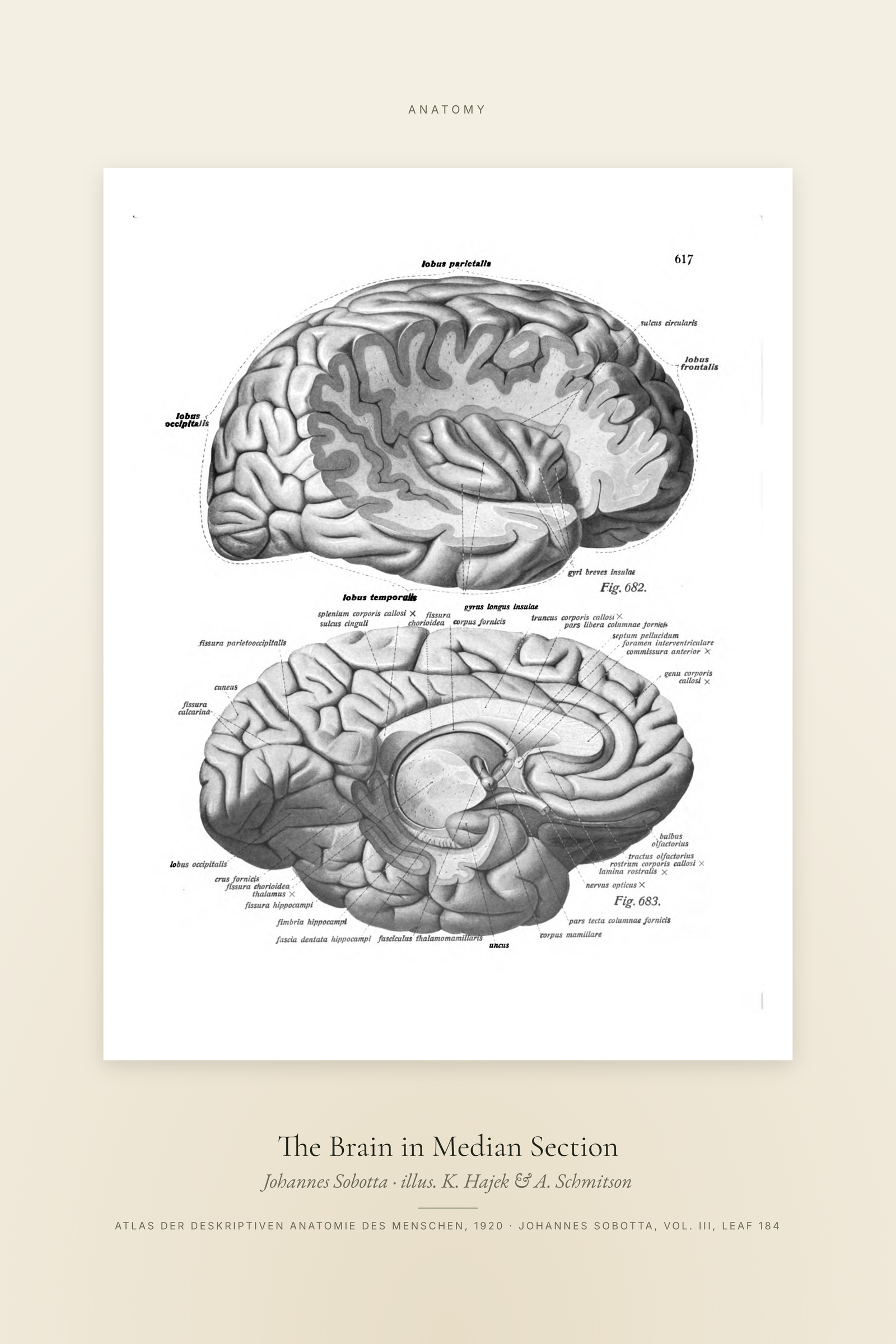 The Brain in Median Section — Specimen