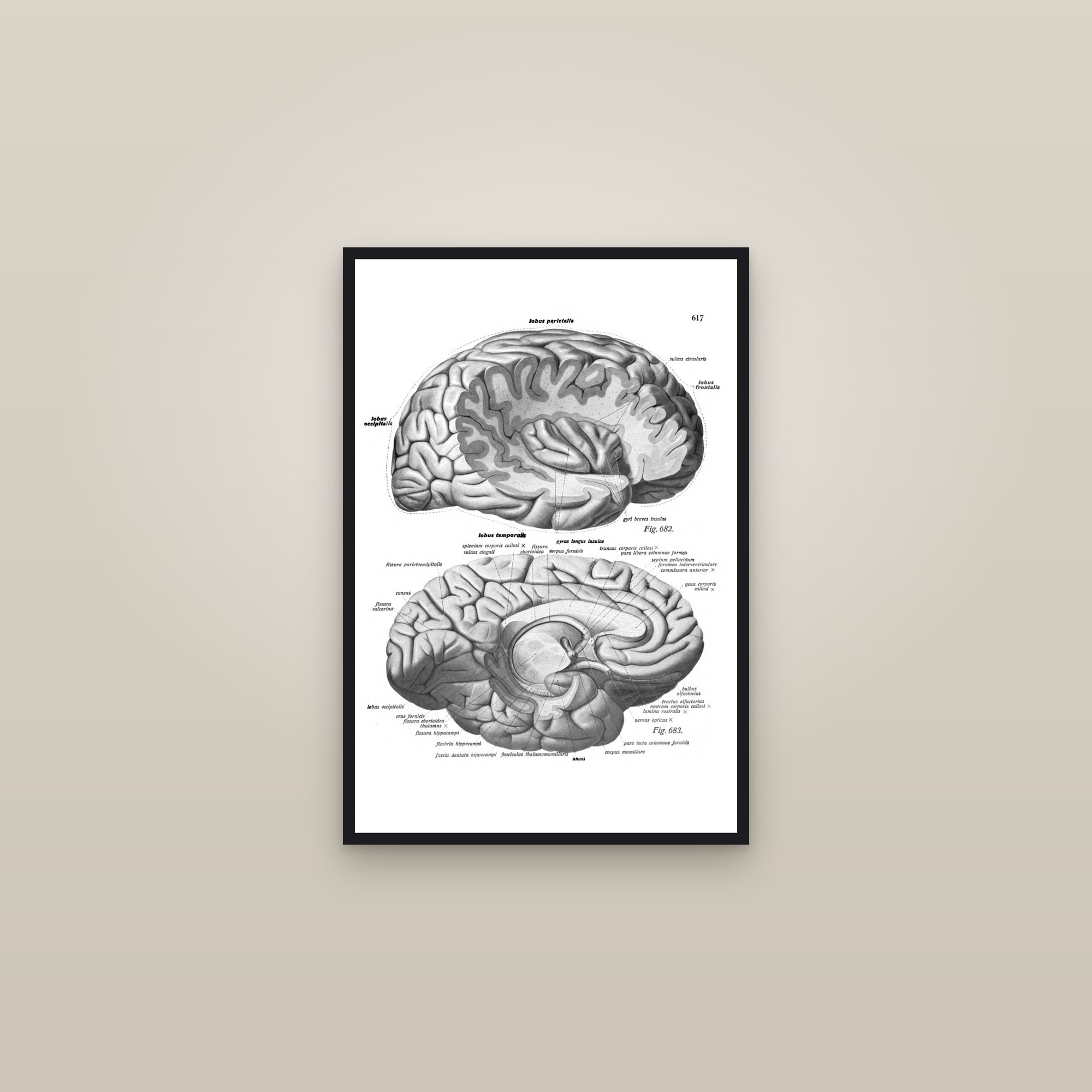 The Brain in Median Section — framed in a gallery setting