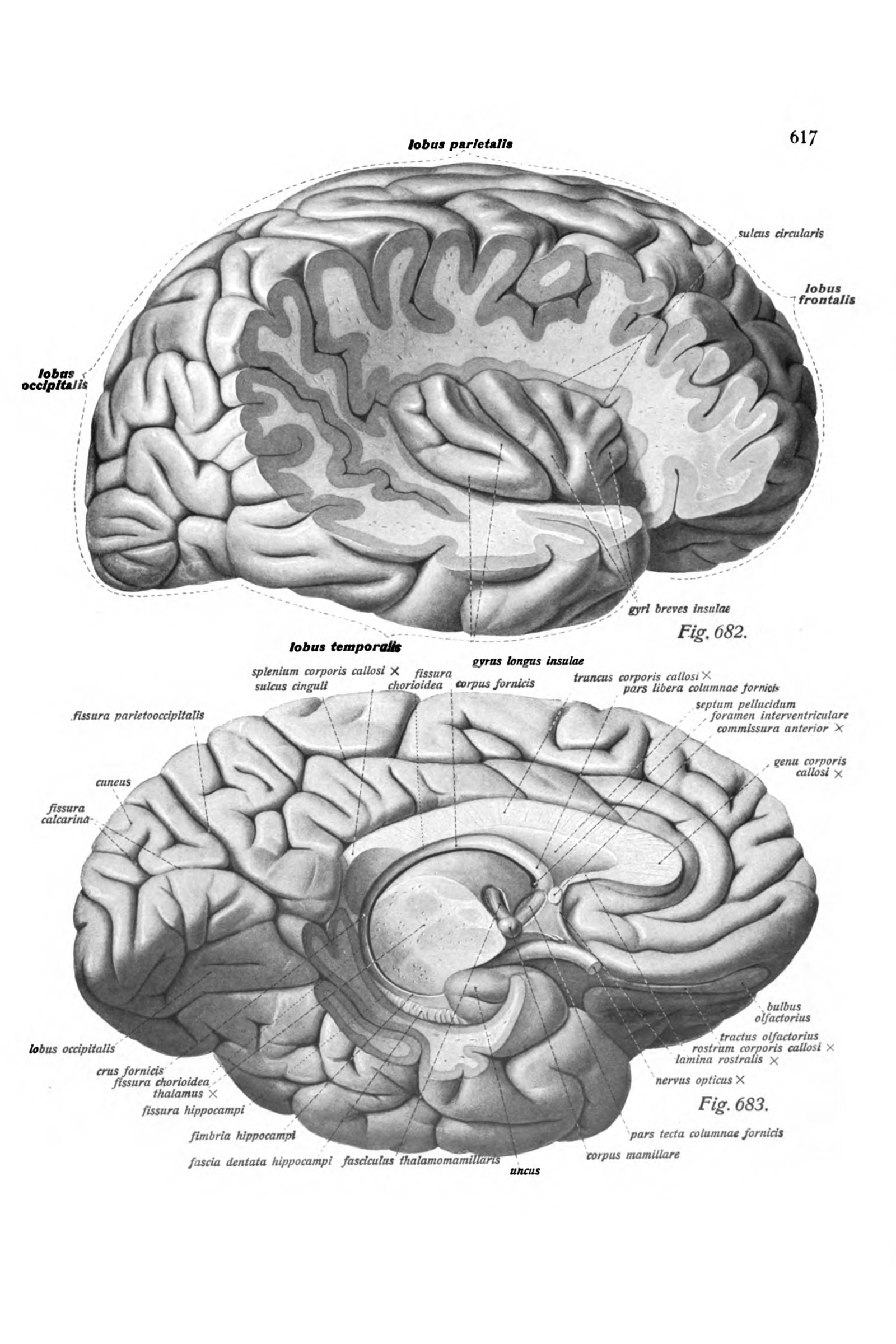The Brain in Median Section