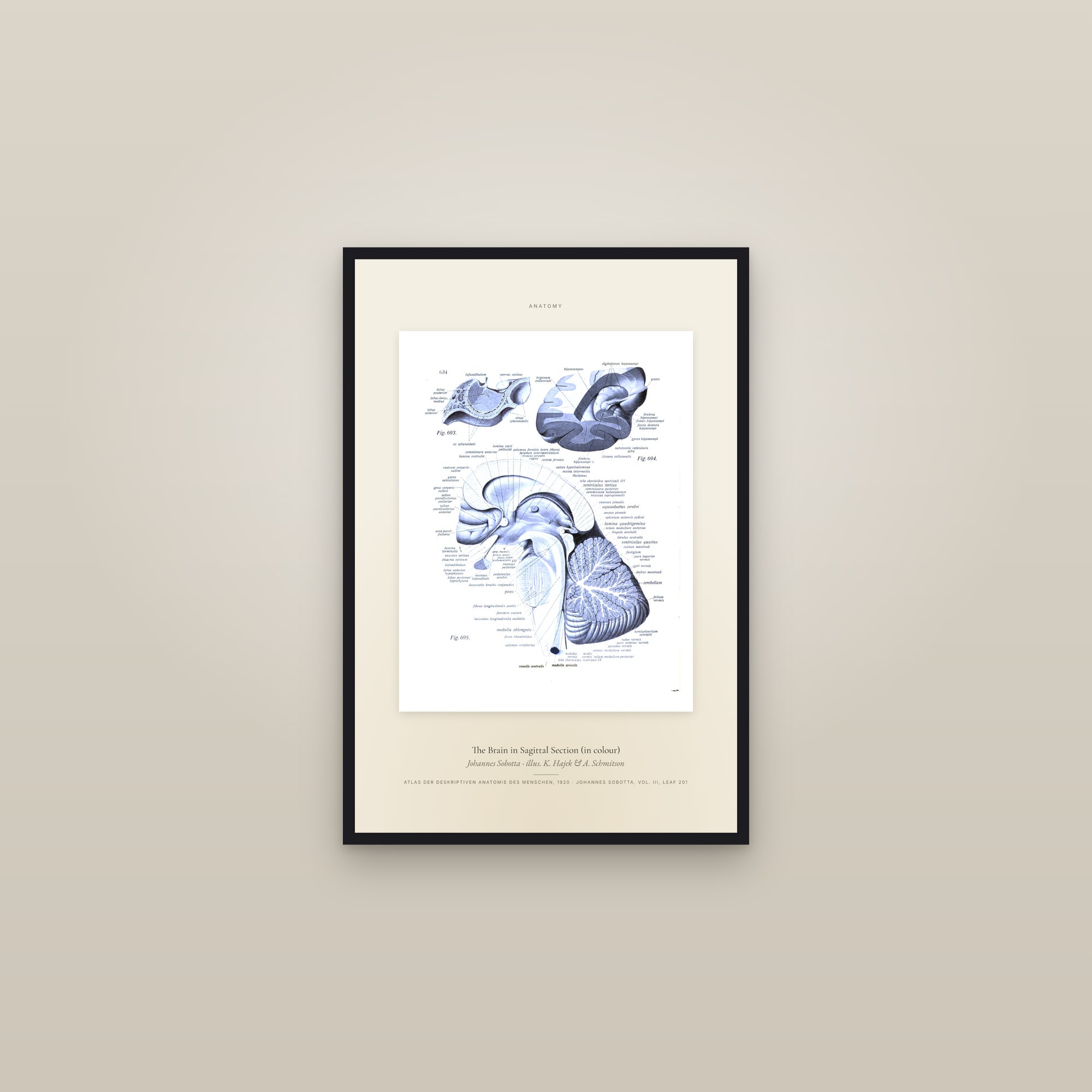 The Brain in Sagittal Section (in colour) — Specimen — framed in a gallery setting