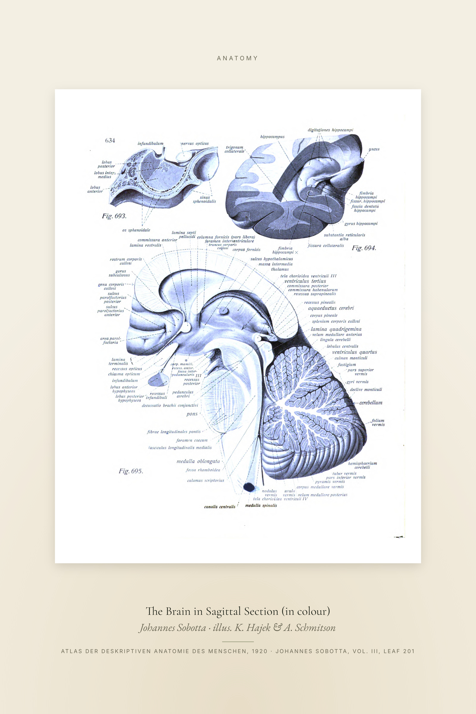 The Brain in Sagittal Section (in colour) — Specimen