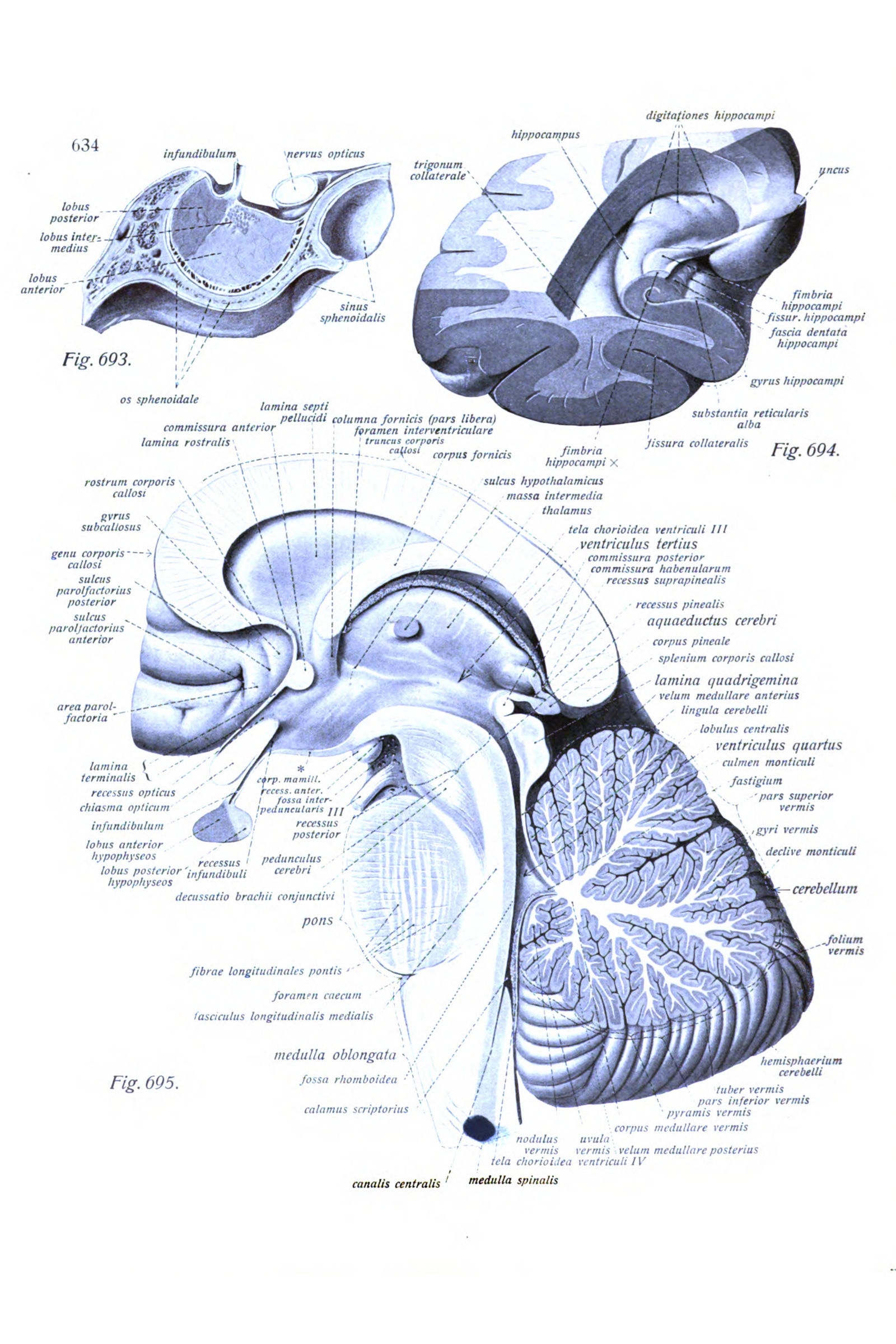 The Brain in Sagittal Section (in colour)