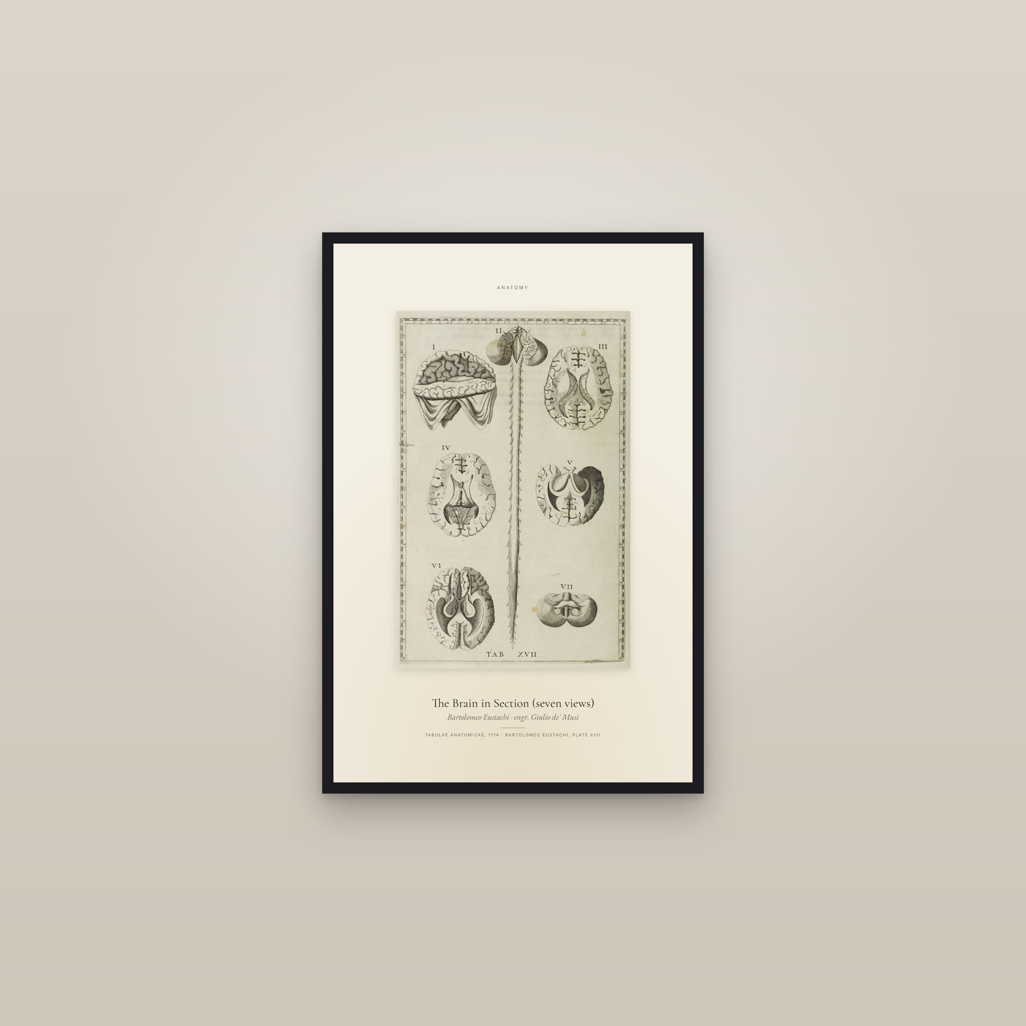 The Brain in Section (seven views) — Specimen — framed in a gallery setting