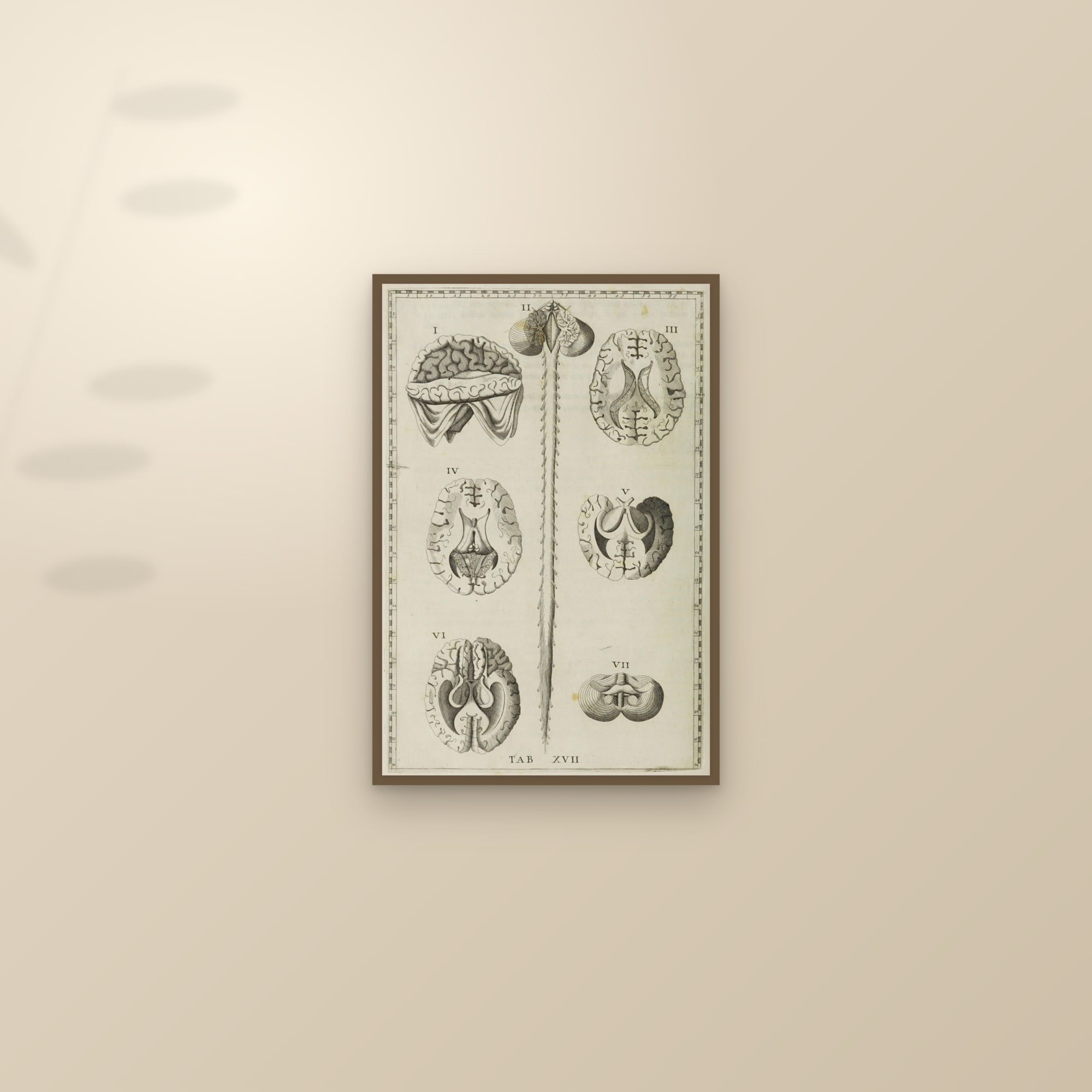 The Brain in Section (seven views) — framed and styled on a sunlit wall