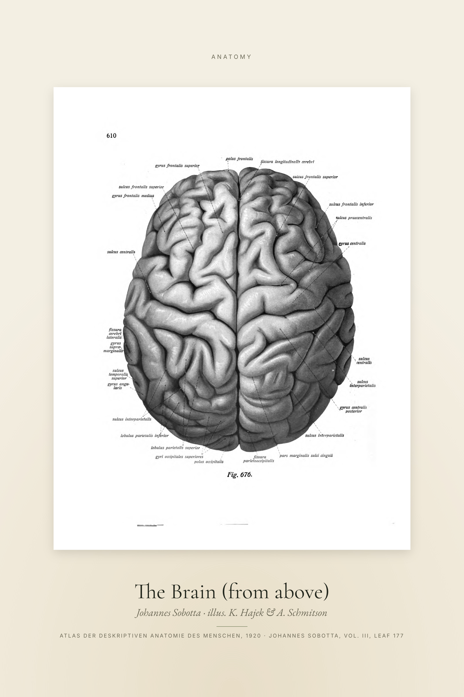 The Brain (from above) — Specimen