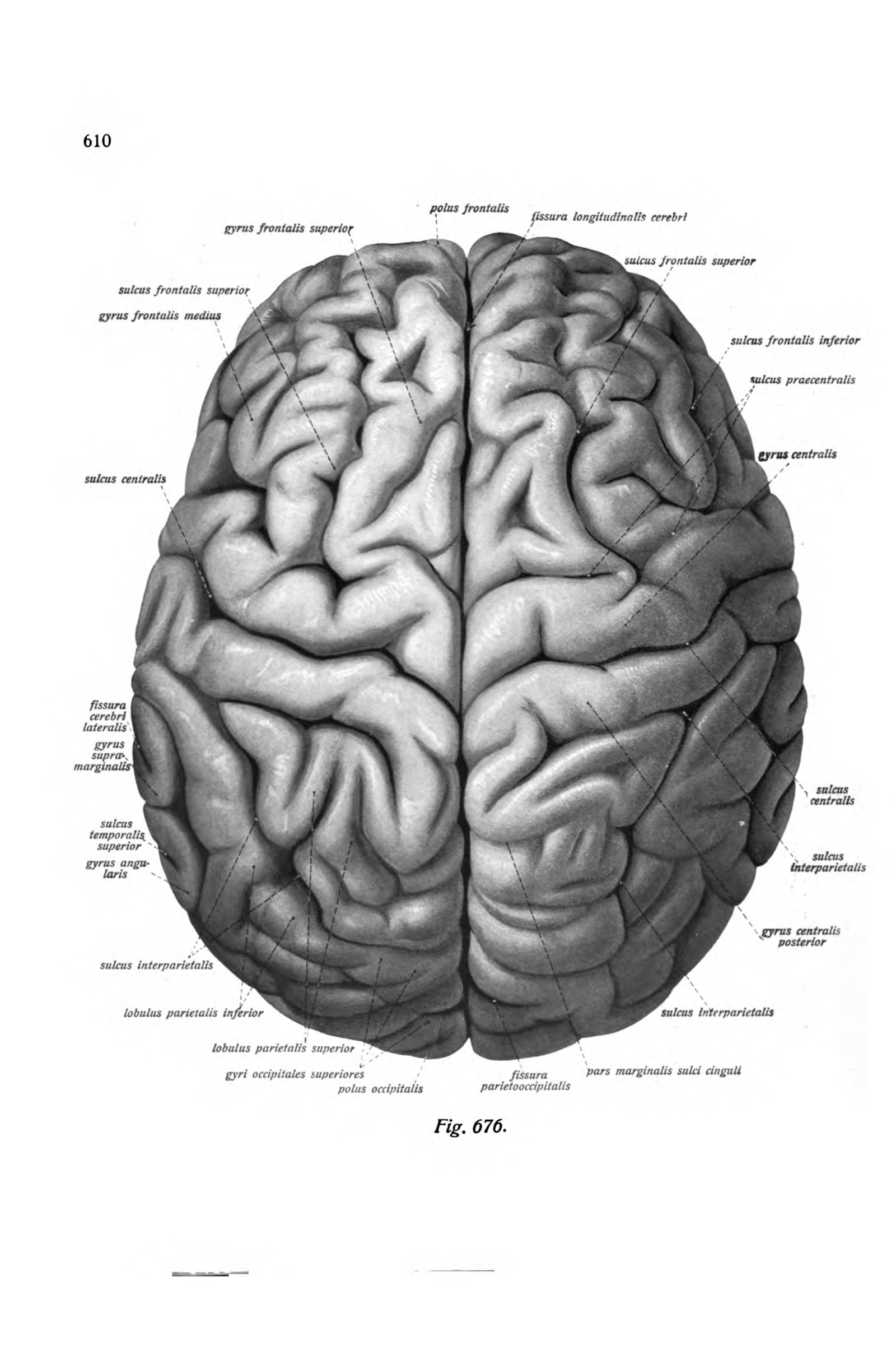 The Brain (from above)