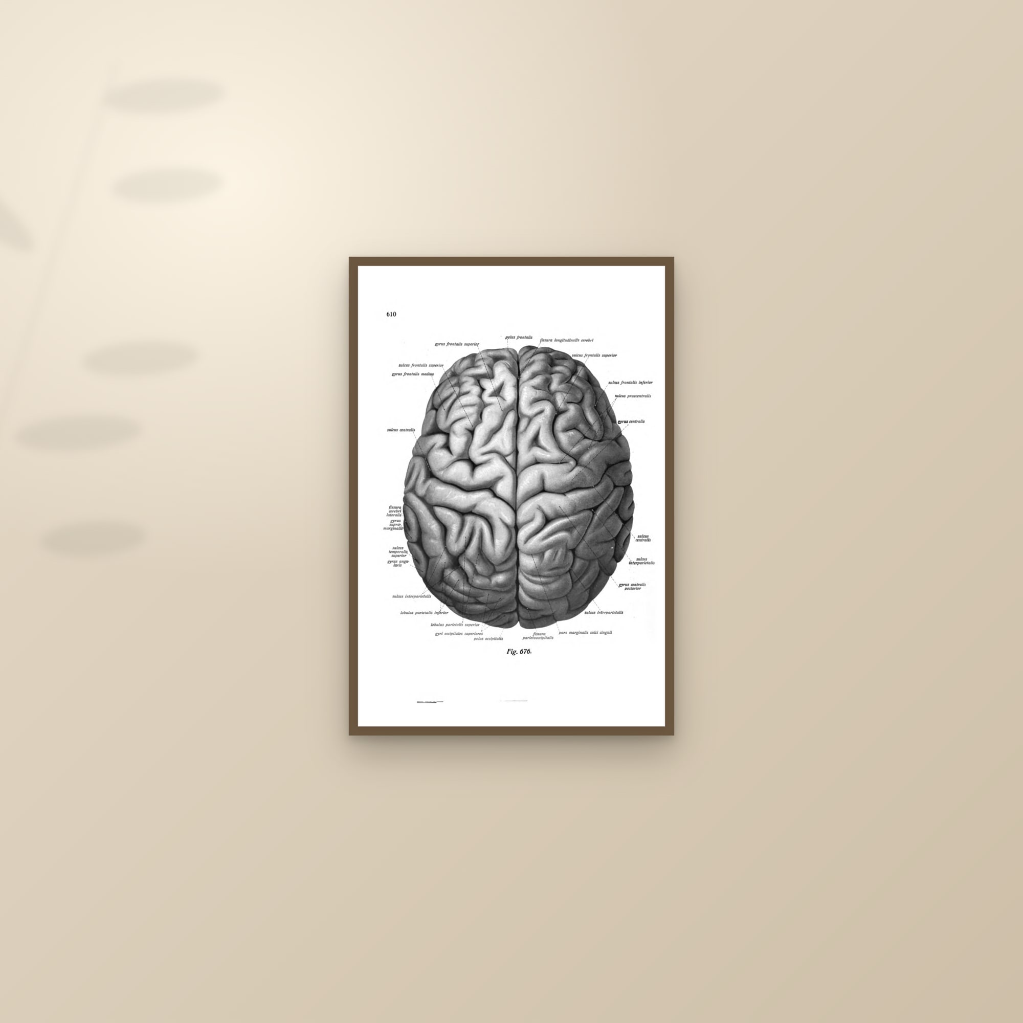 The Brain (from above) — framed and styled on a sunlit wall