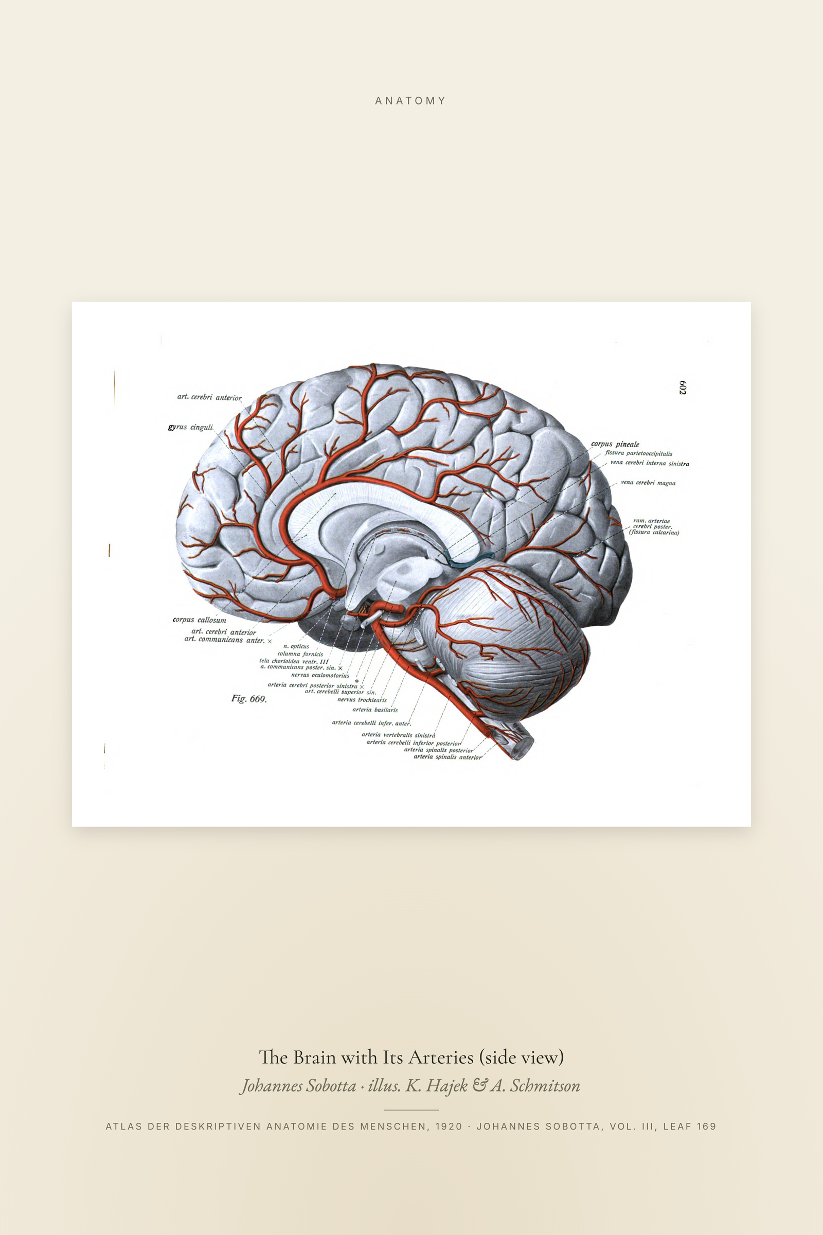 The Brain with Its Arteries (side view)