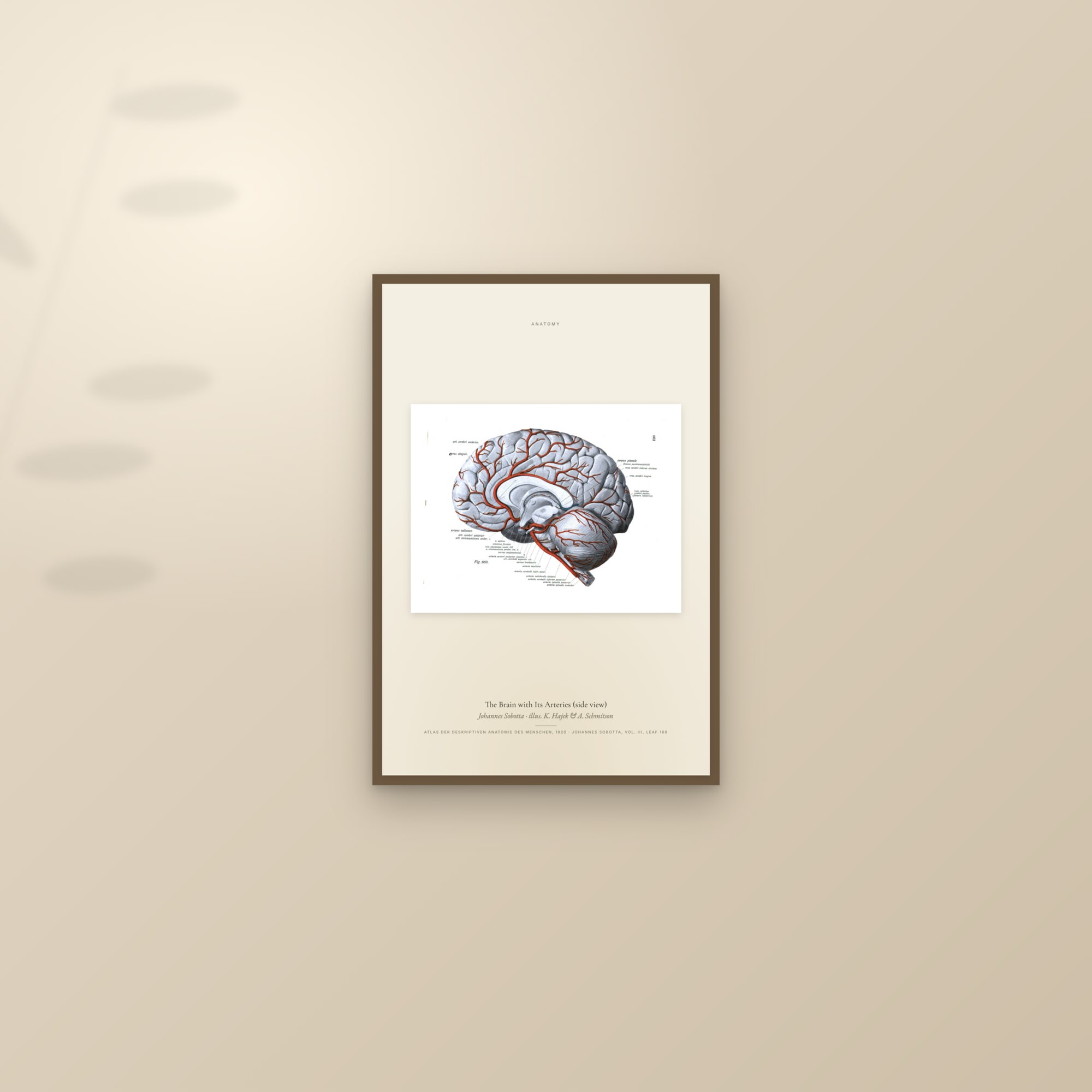 The Brain with Its Arteries (side view) — framed and styled on a sunlit wall