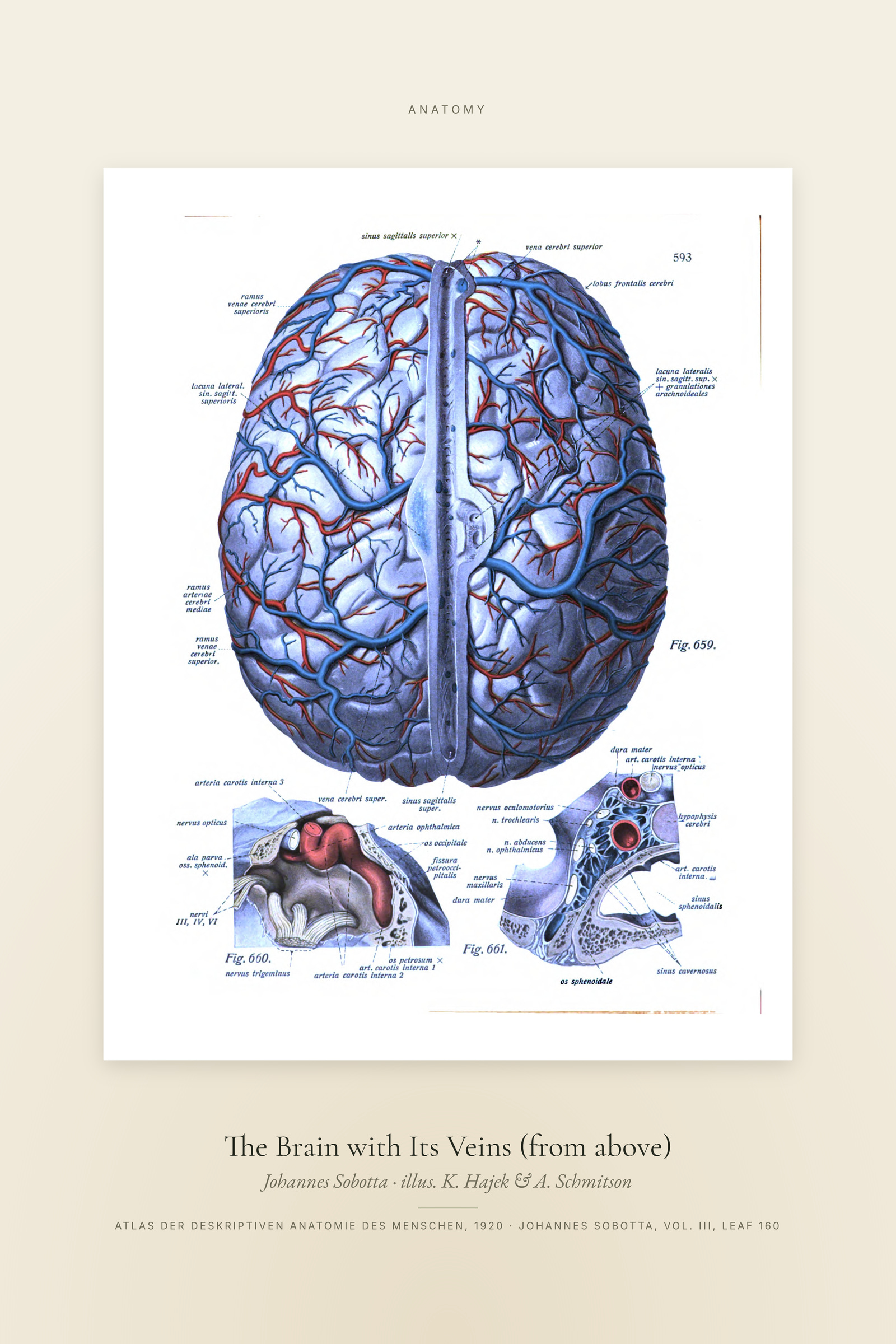The Brain with Its Veins (from above) — Specimen
