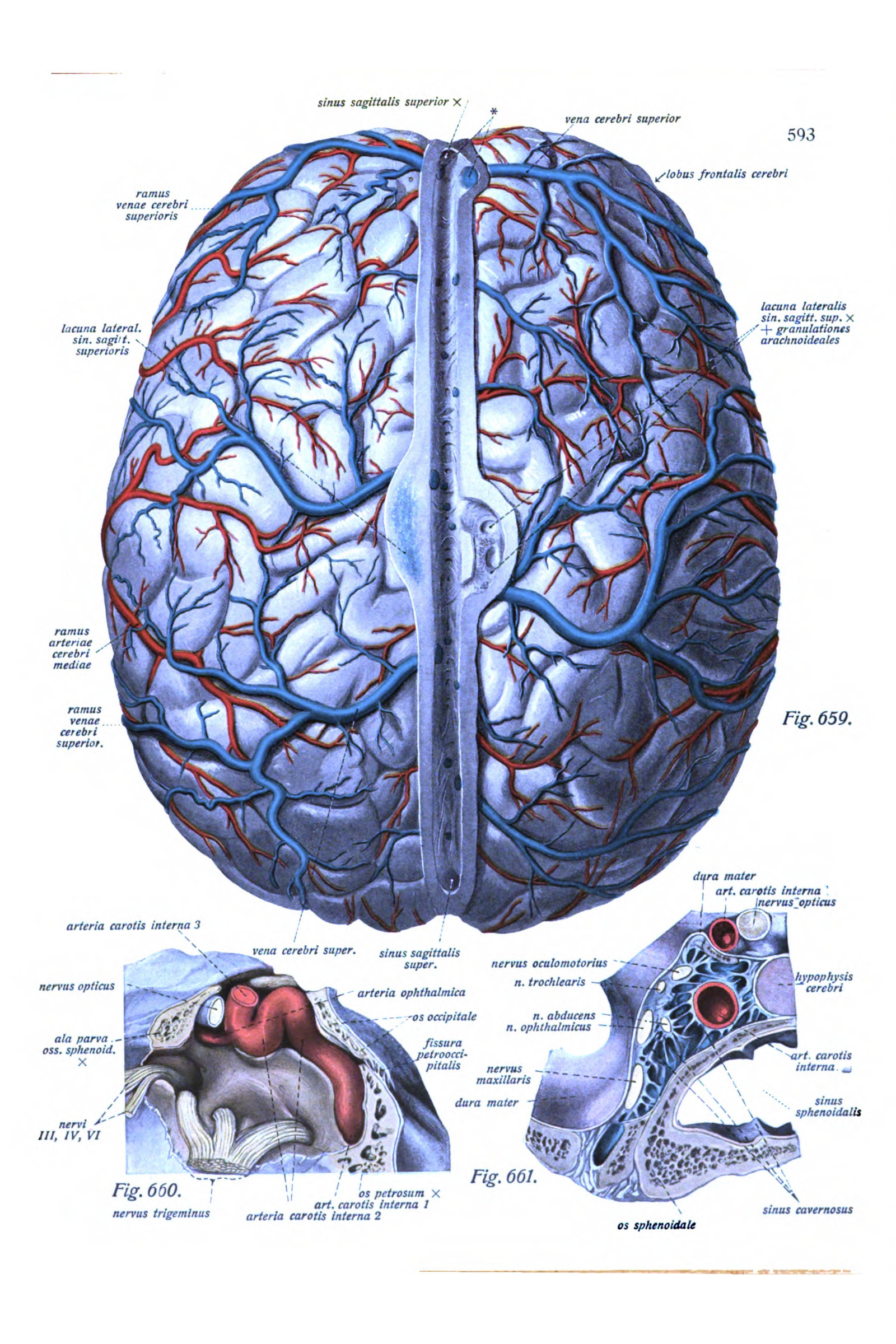 The Brain with Its Veins (from above)