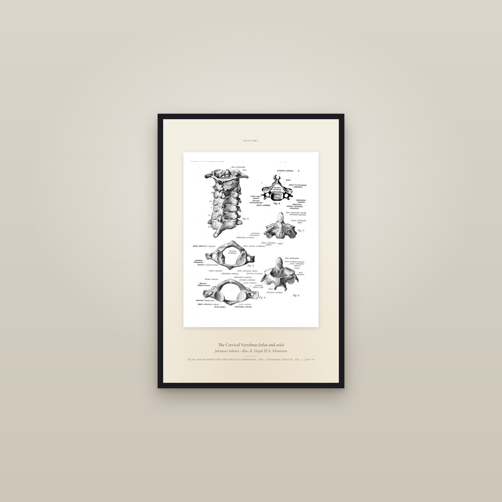 The Cervical Vertebrae (atlas and axis) — Specimen — framed in a gallery setting