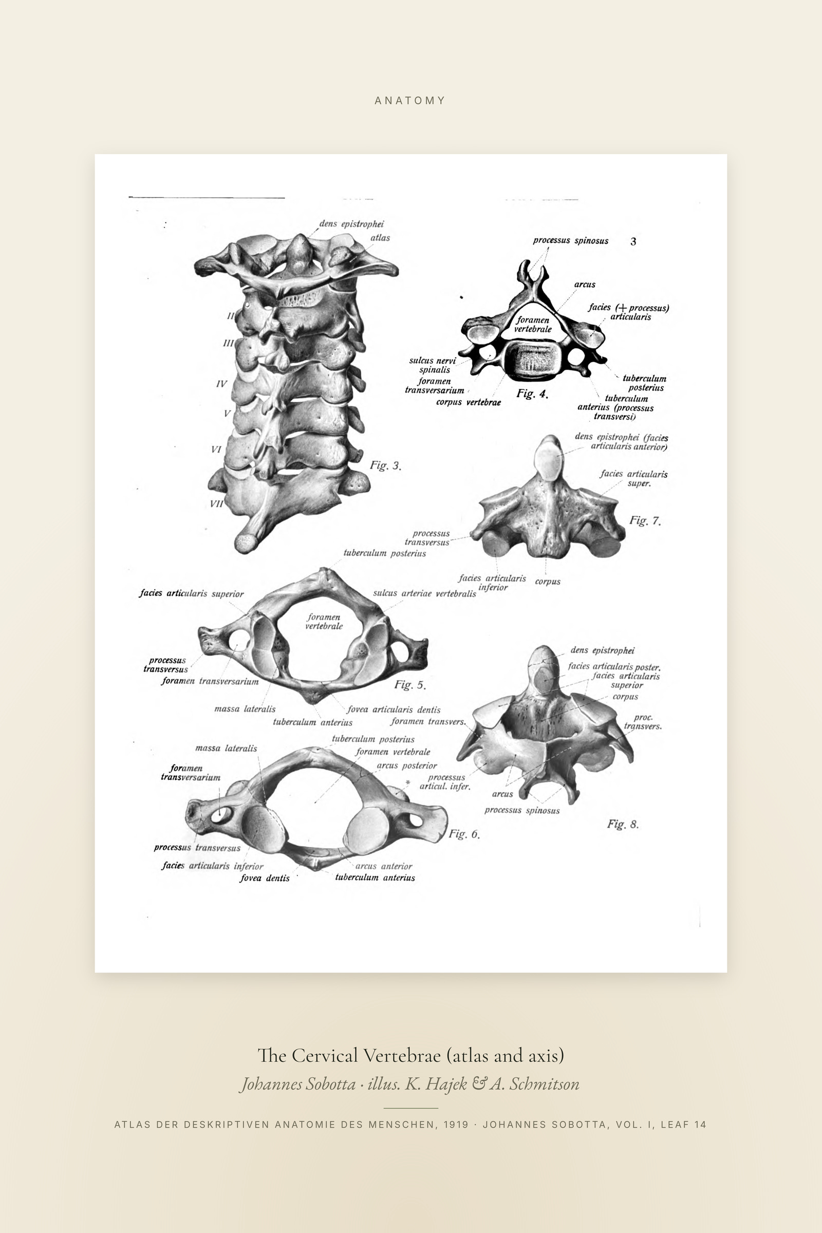 The Cervical Vertebrae (atlas and axis) — Specimen