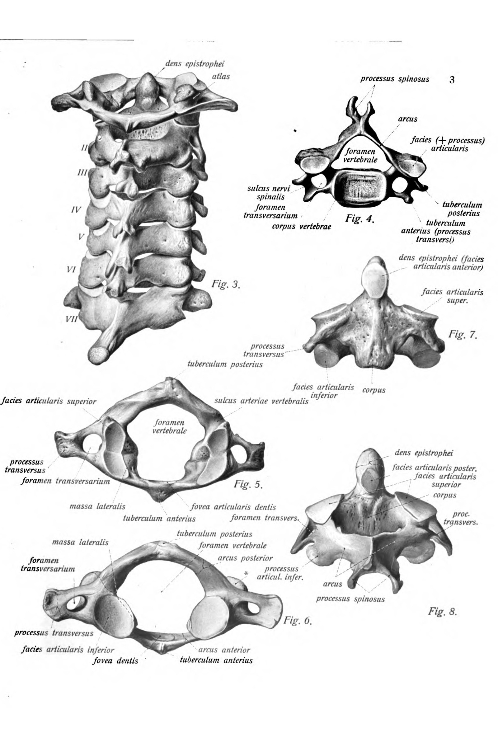 The Cervical Vertebrae (atlas and axis)