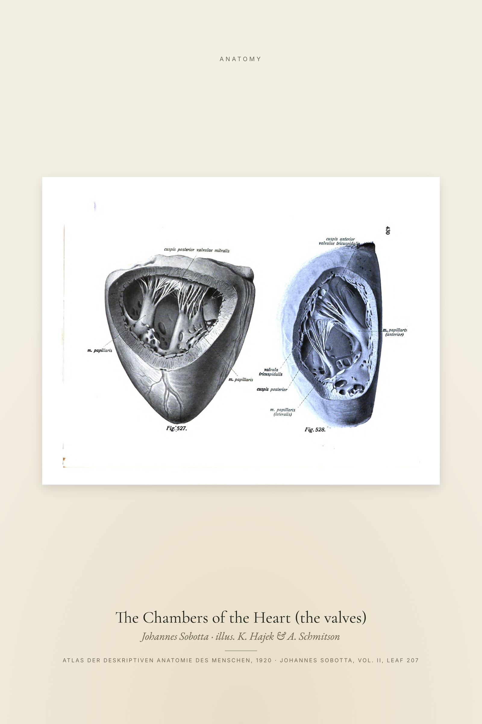 The Chambers of the Heart (the valves)