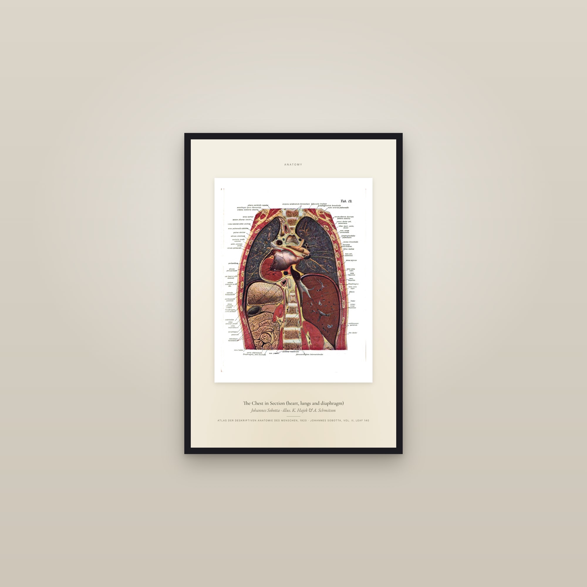 The Chest in Section (heart, lungs and diaphragm) — Specimen — framed in a gallery setting