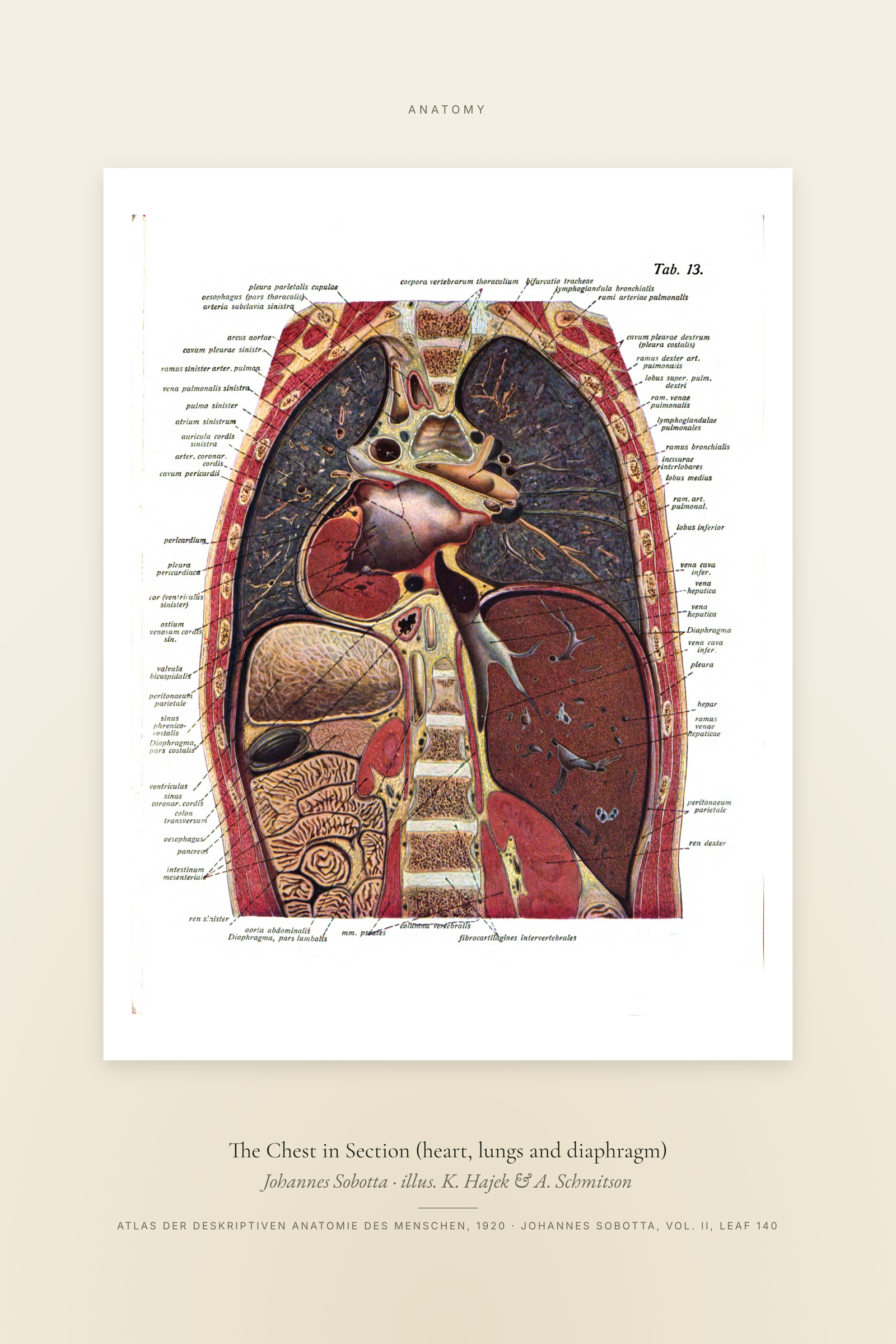 The Chest in Section (heart, lungs and diaphragm) — Specimen