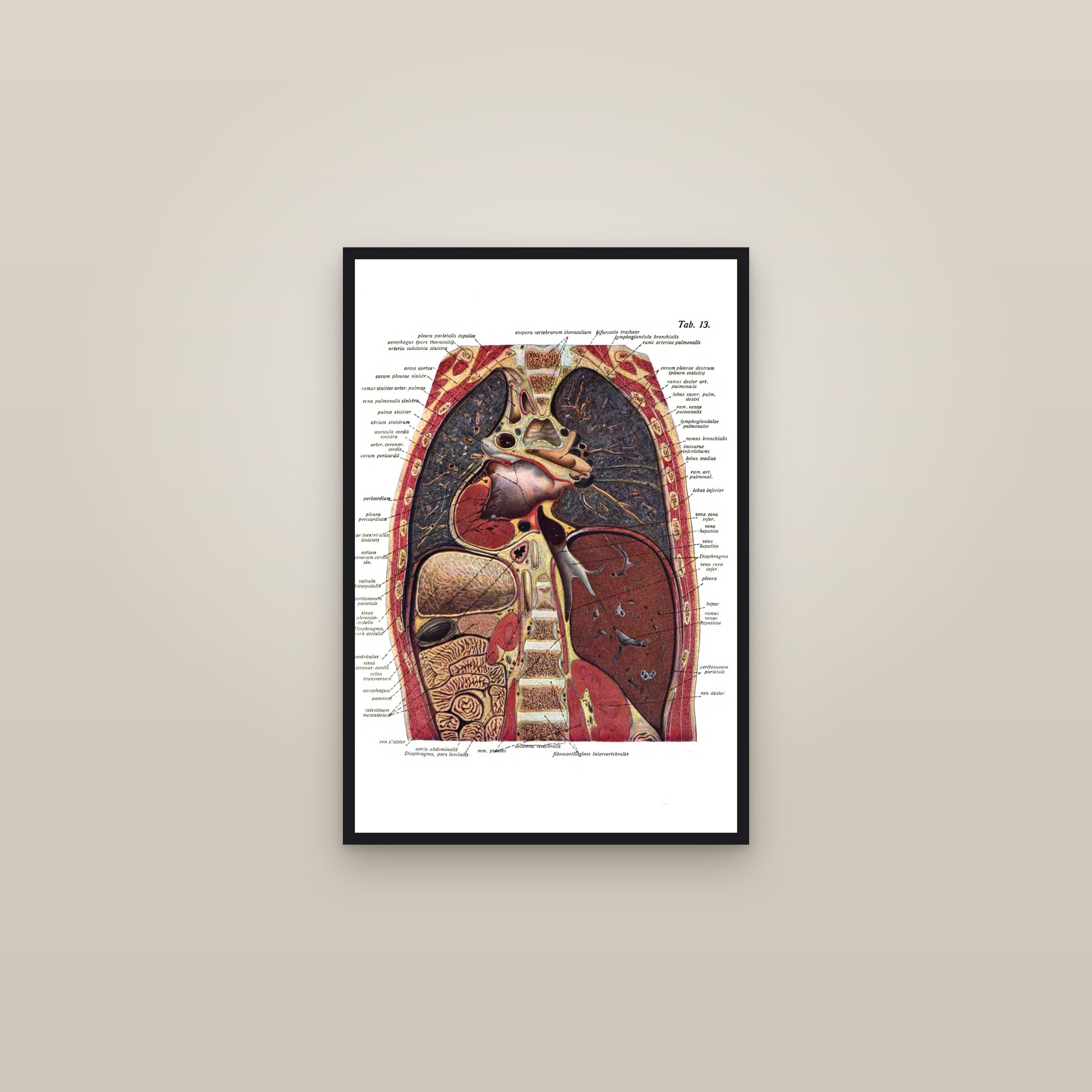 The Chest in Section (heart, lungs and diaphragm) — framed in a gallery setting