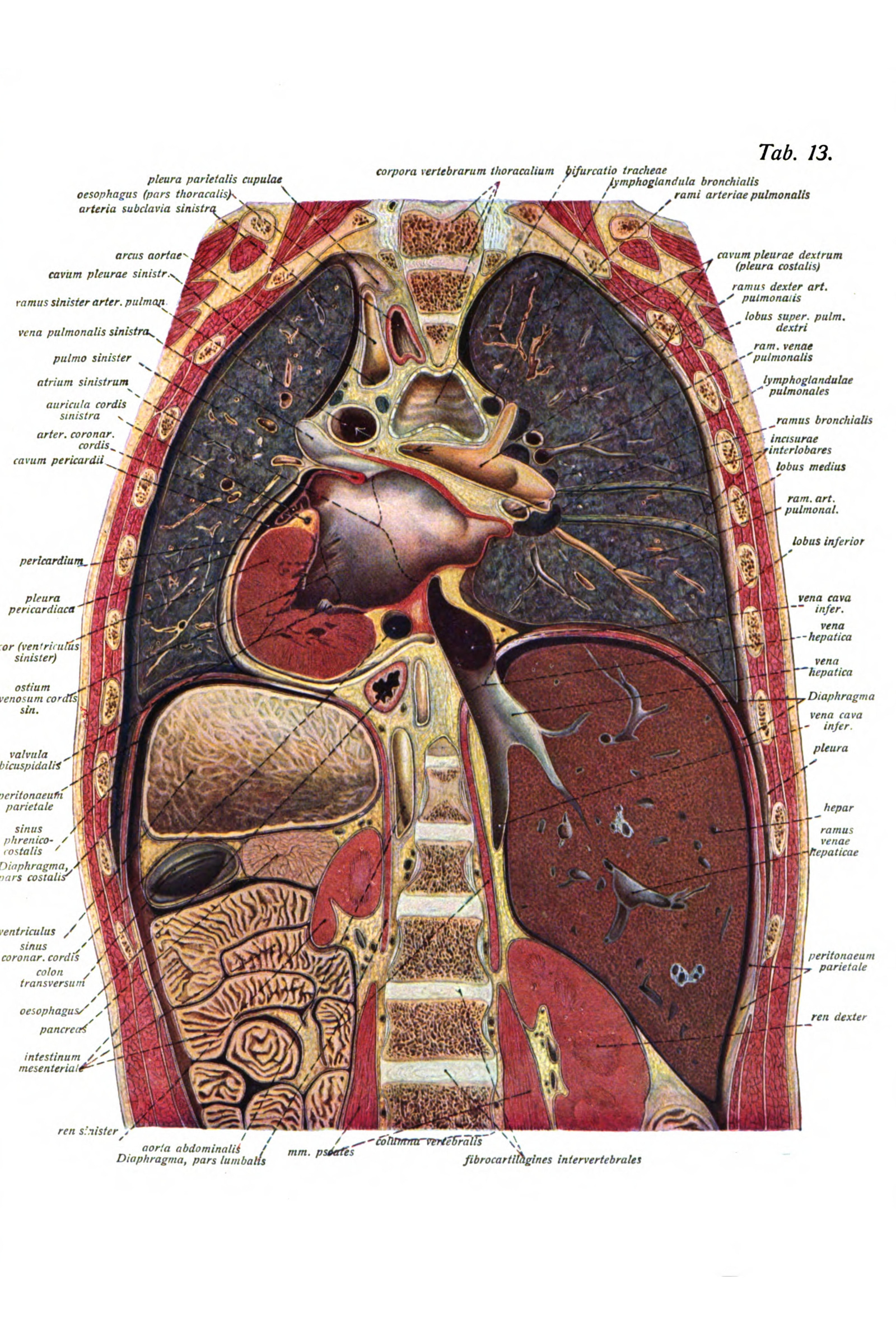 The Chest in Section (heart, lungs and diaphragm)