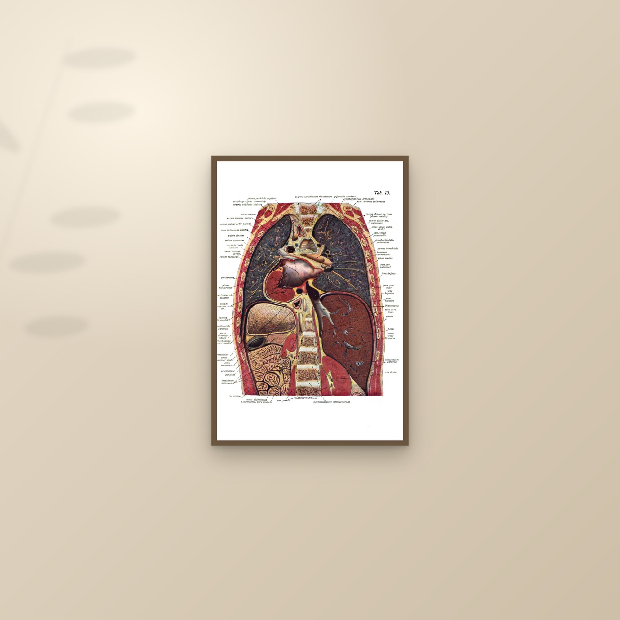 The Chest in Section (heart, lungs and diaphragm) — framed and styled on a sunlit wall