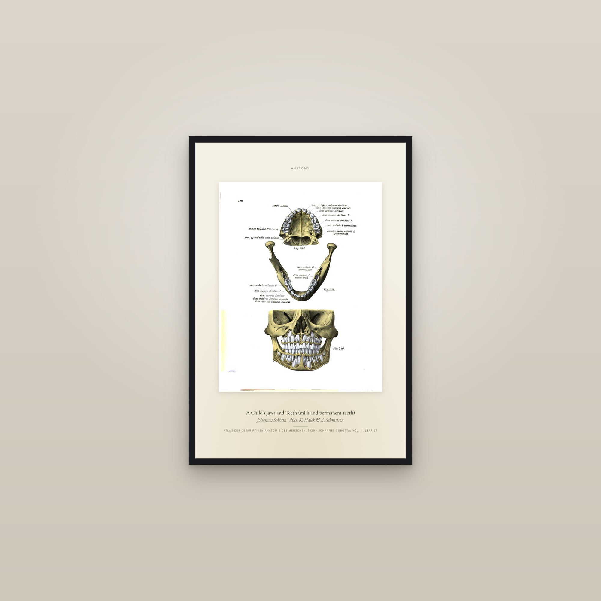 A Child's Jaws and Teeth (milk and permanent teeth) — Specimen — framed in a gallery setting