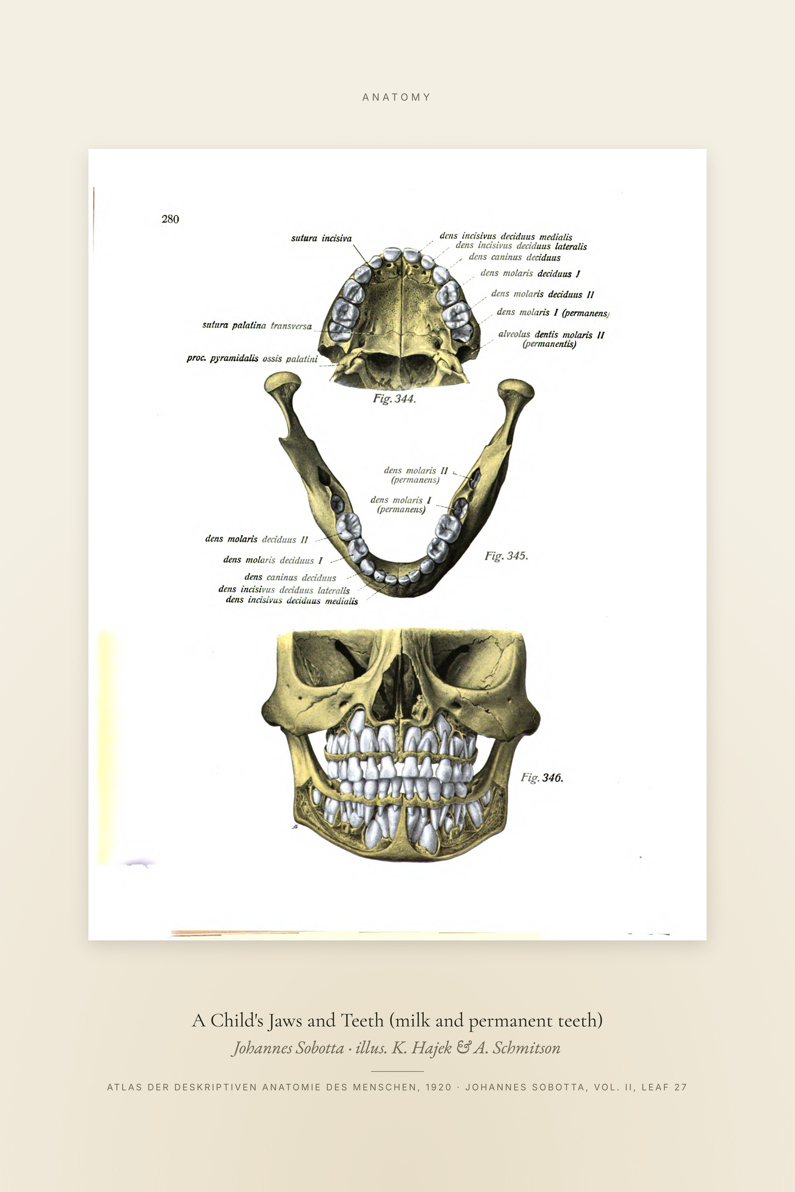 A Child's Jaws and Teeth (milk and permanent teeth) — Specimen