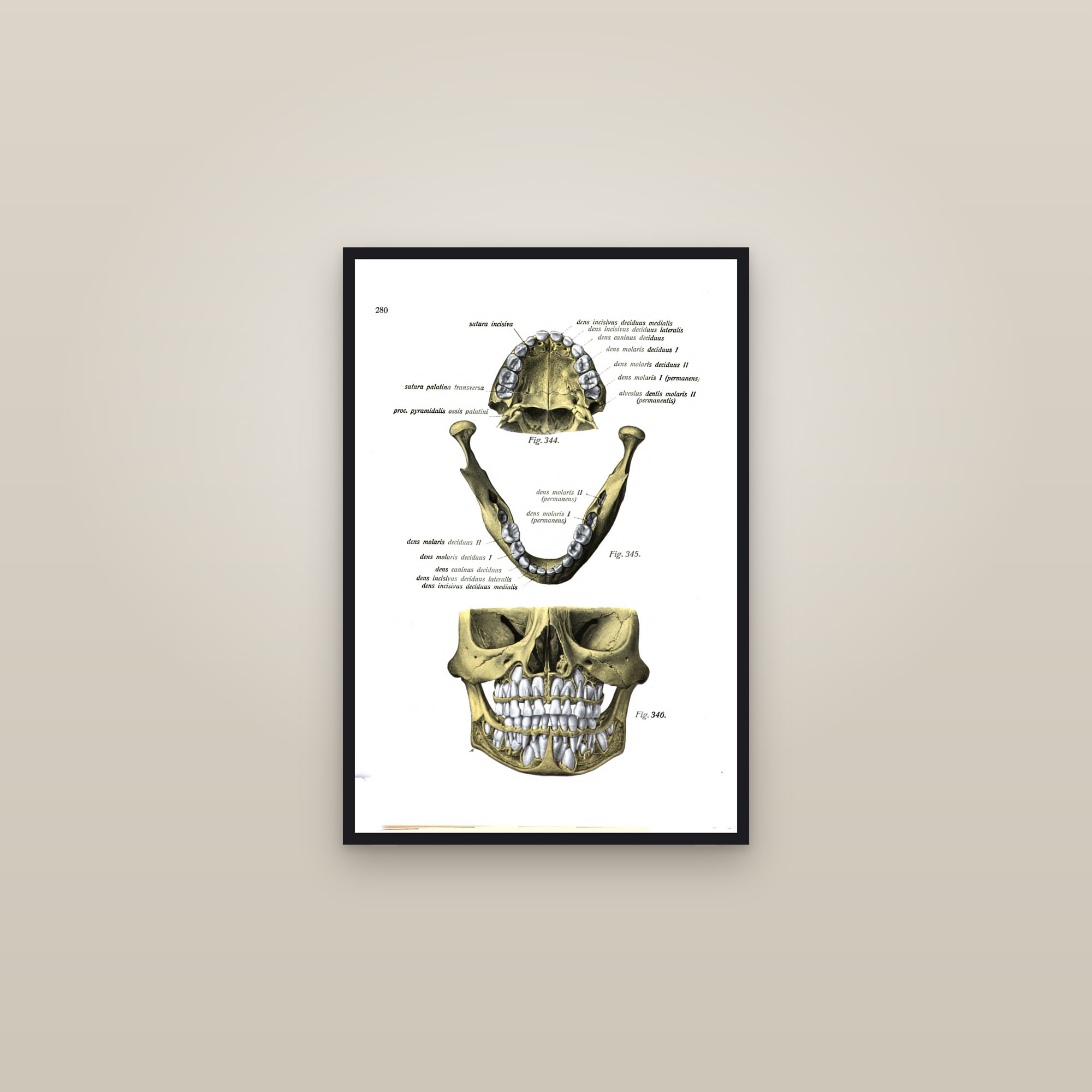 A Child's Jaws and Teeth (milk and permanent teeth) — framed in a gallery setting