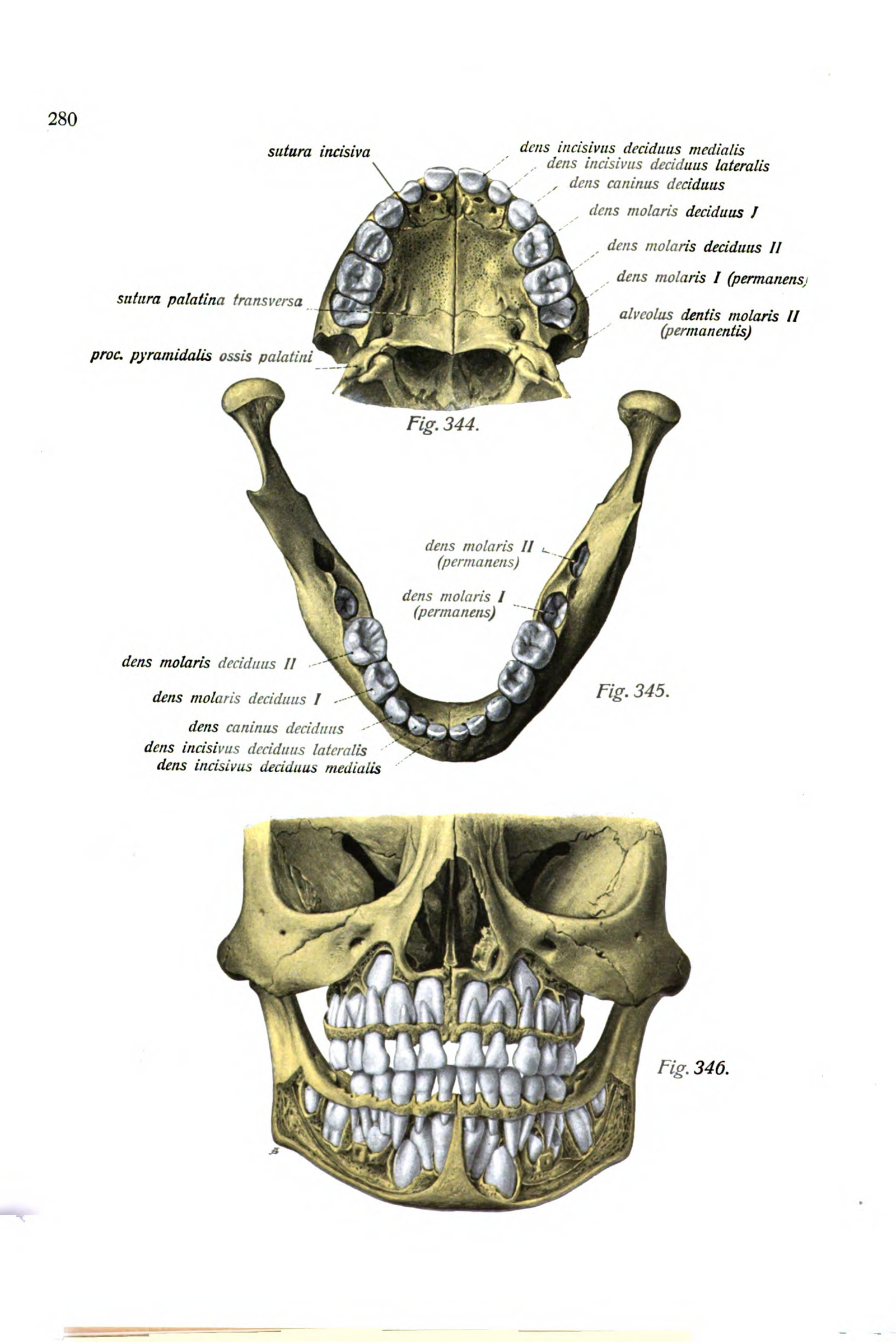 A Child's Jaws and Teeth (milk and permanent teeth)