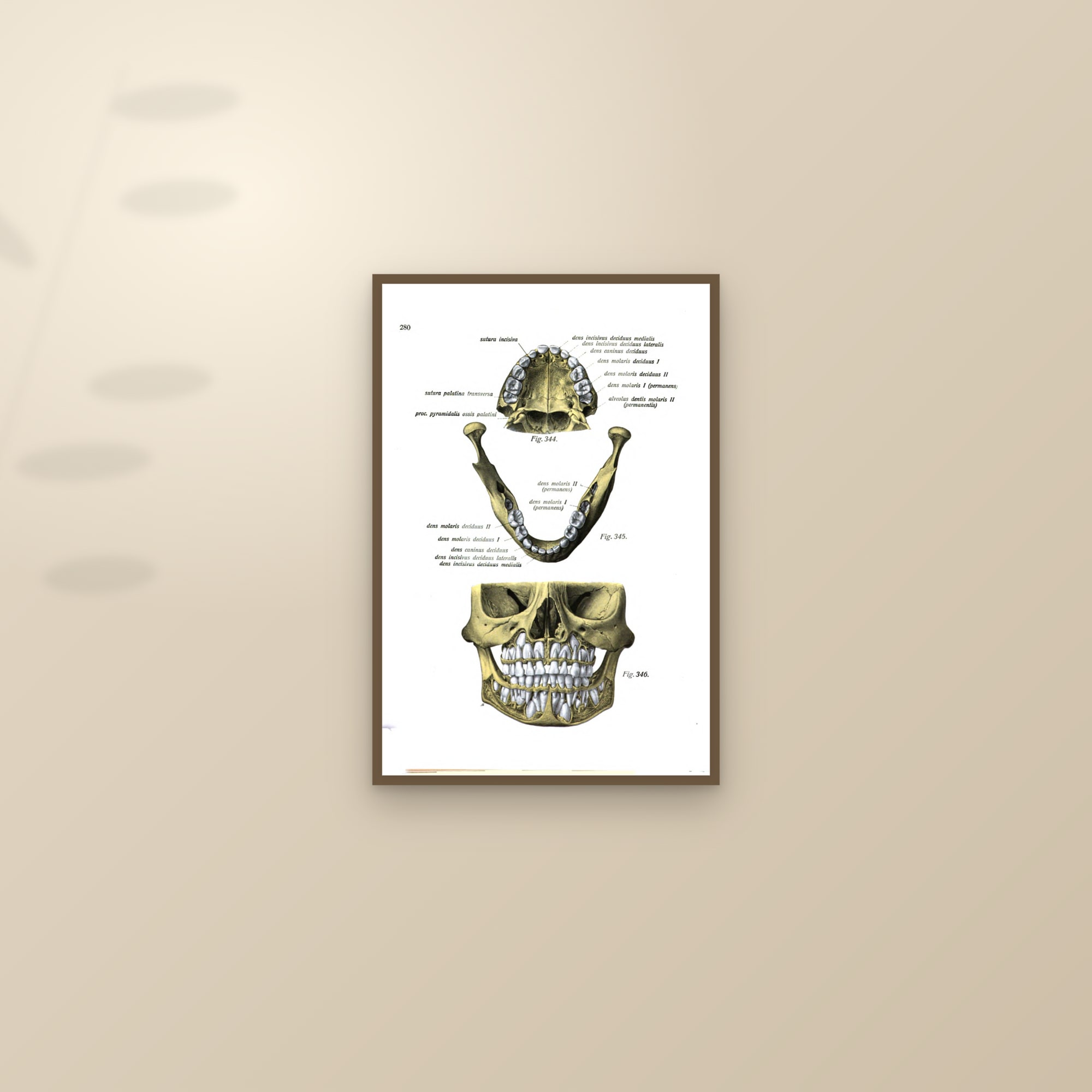 A Child's Jaws and Teeth (milk and permanent teeth) — framed and styled on a sunlit wall