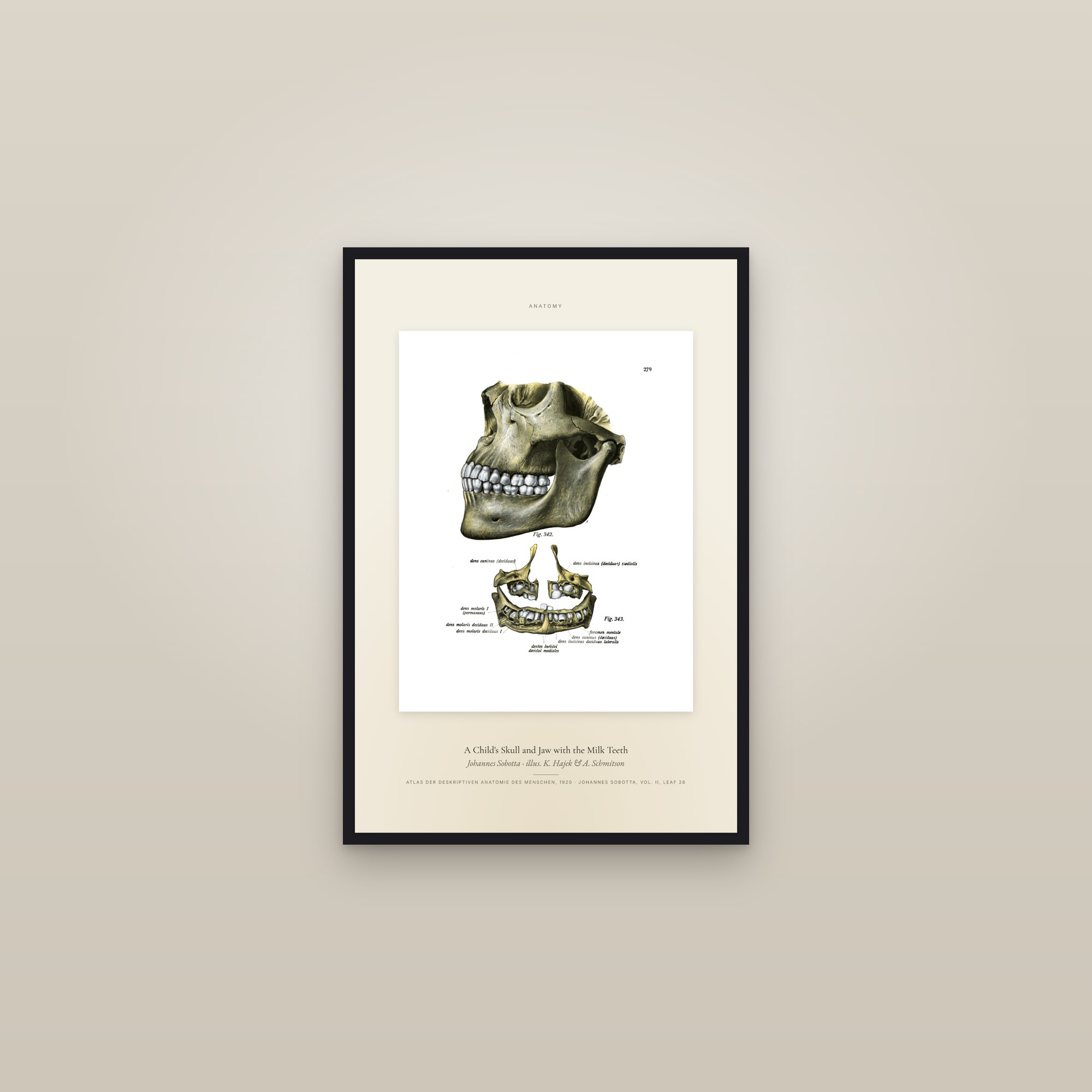 A Child's Skull and Jaw with the Milk Teeth — Specimen