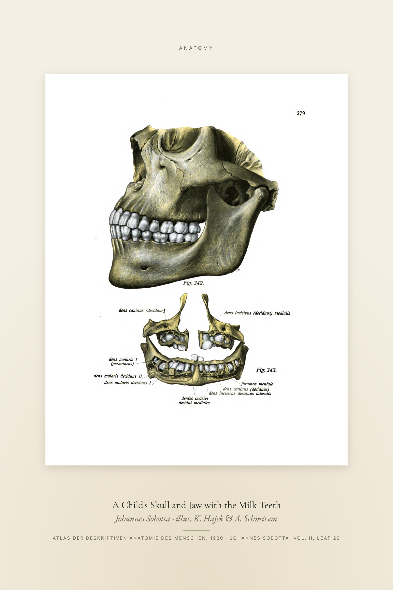 A Child's Skull and Jaw with the Milk Teeth — Specimen