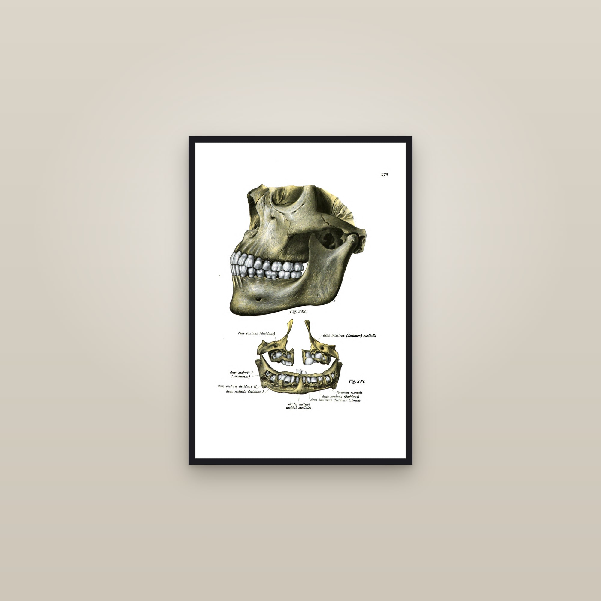 A Child's Skull and Jaw with the Milk Teeth