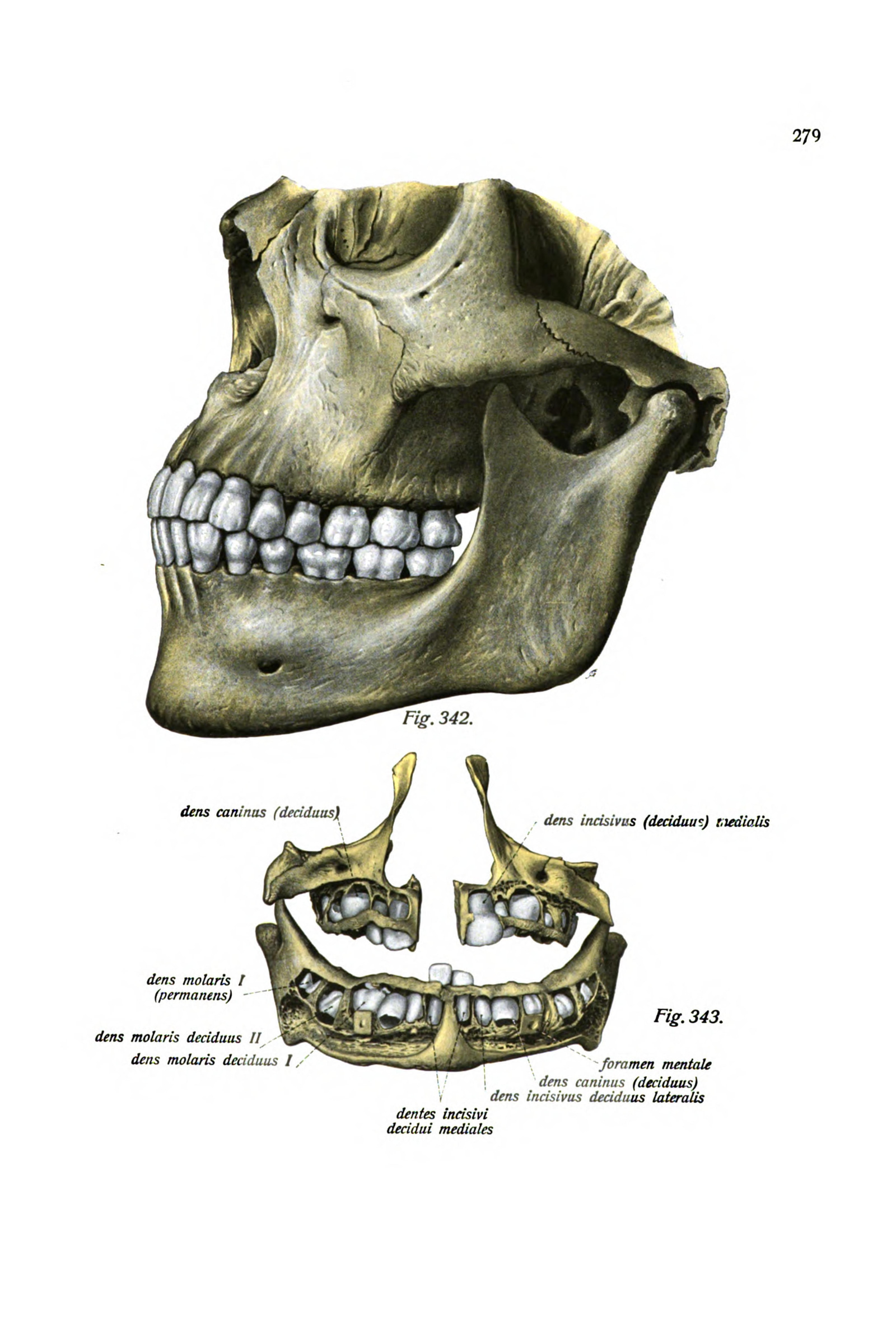 A Child's Skull and Jaw with the Milk Teeth
