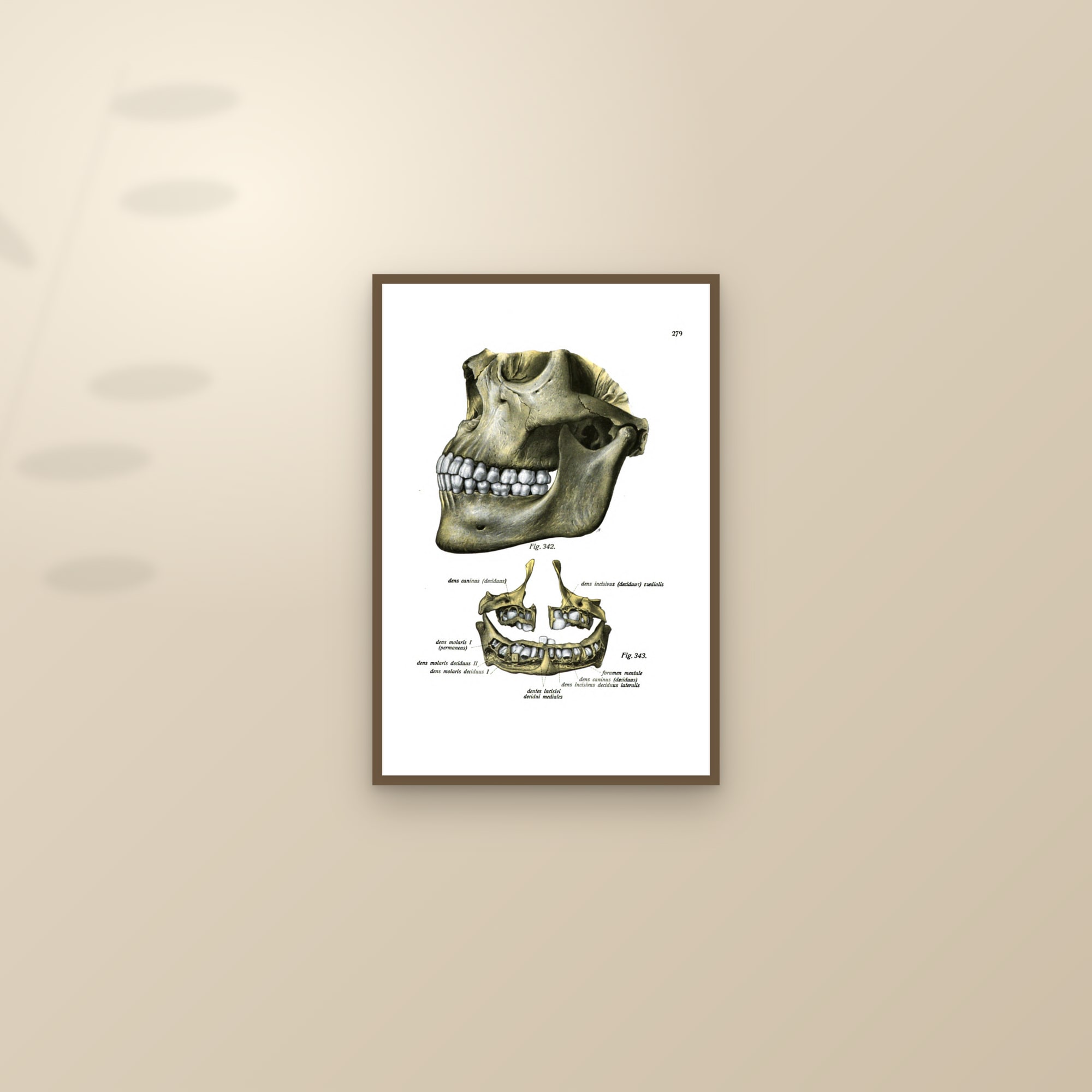 A Child's Skull and Jaw with the Milk Teeth — framed and styled on a sunlit wall