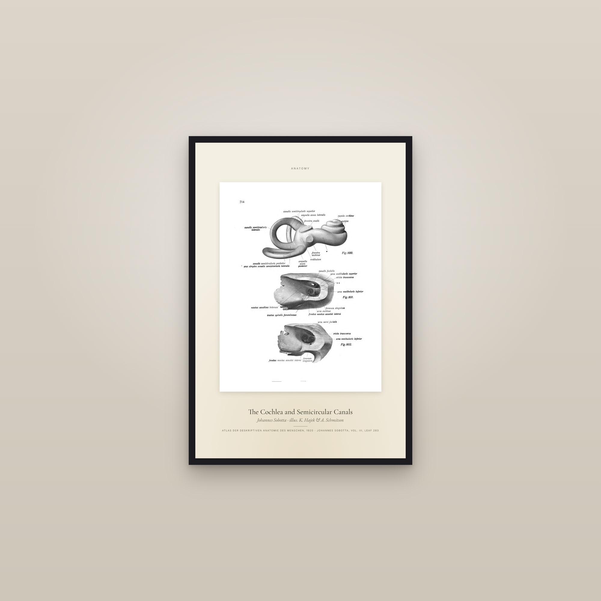 The Cochlea and Semicircular Canals — Specimen — framed in a gallery setting