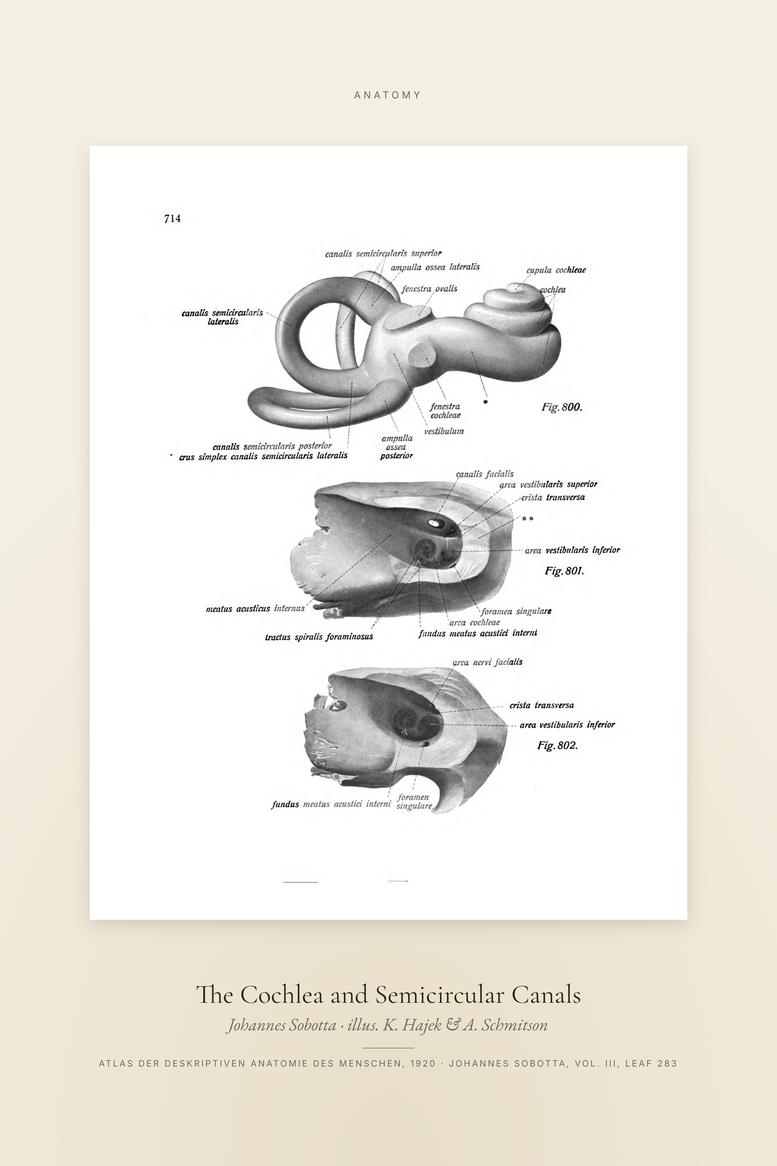 The Cochlea and Semicircular Canals — Specimen