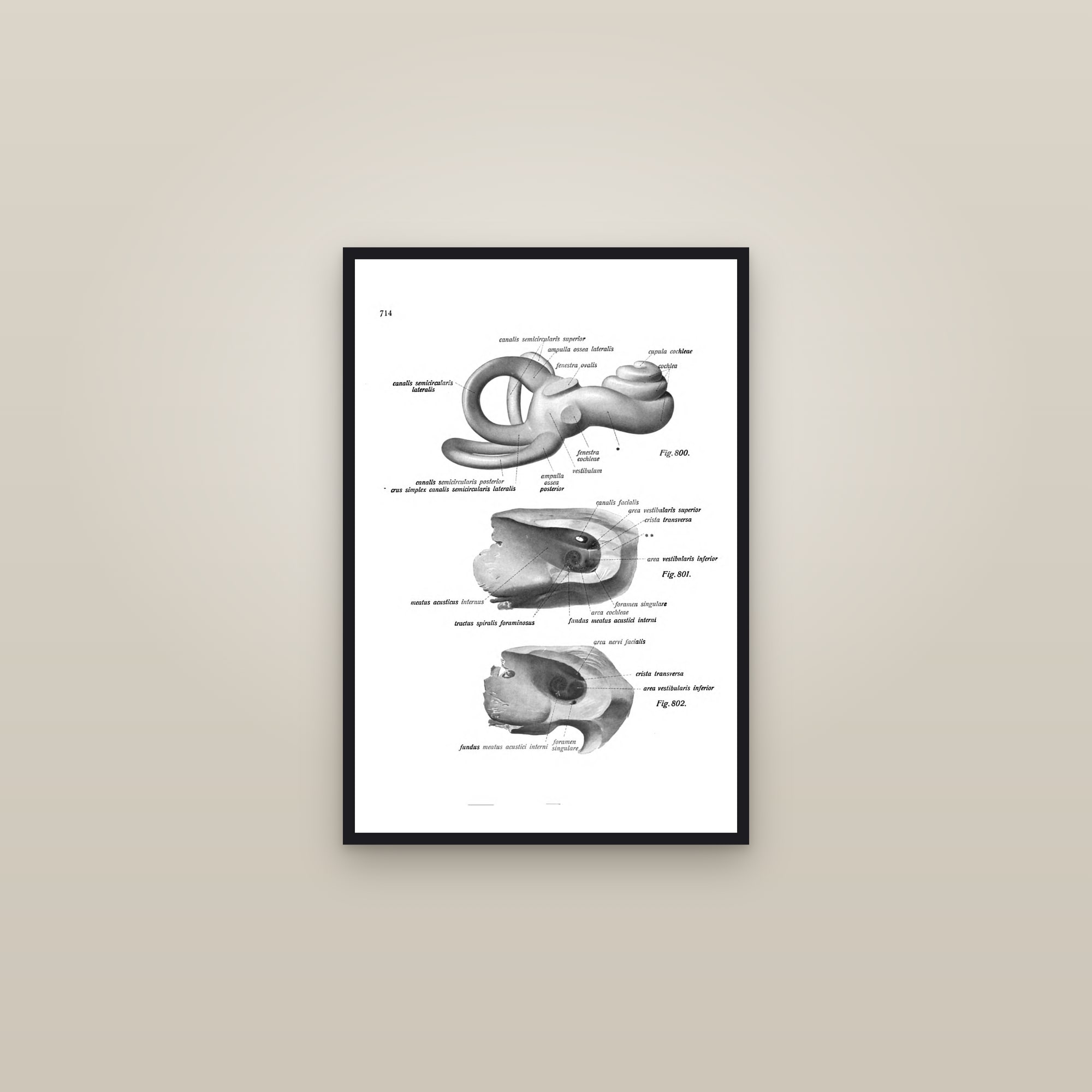 The Cochlea and Semicircular Canals — framed in a gallery setting