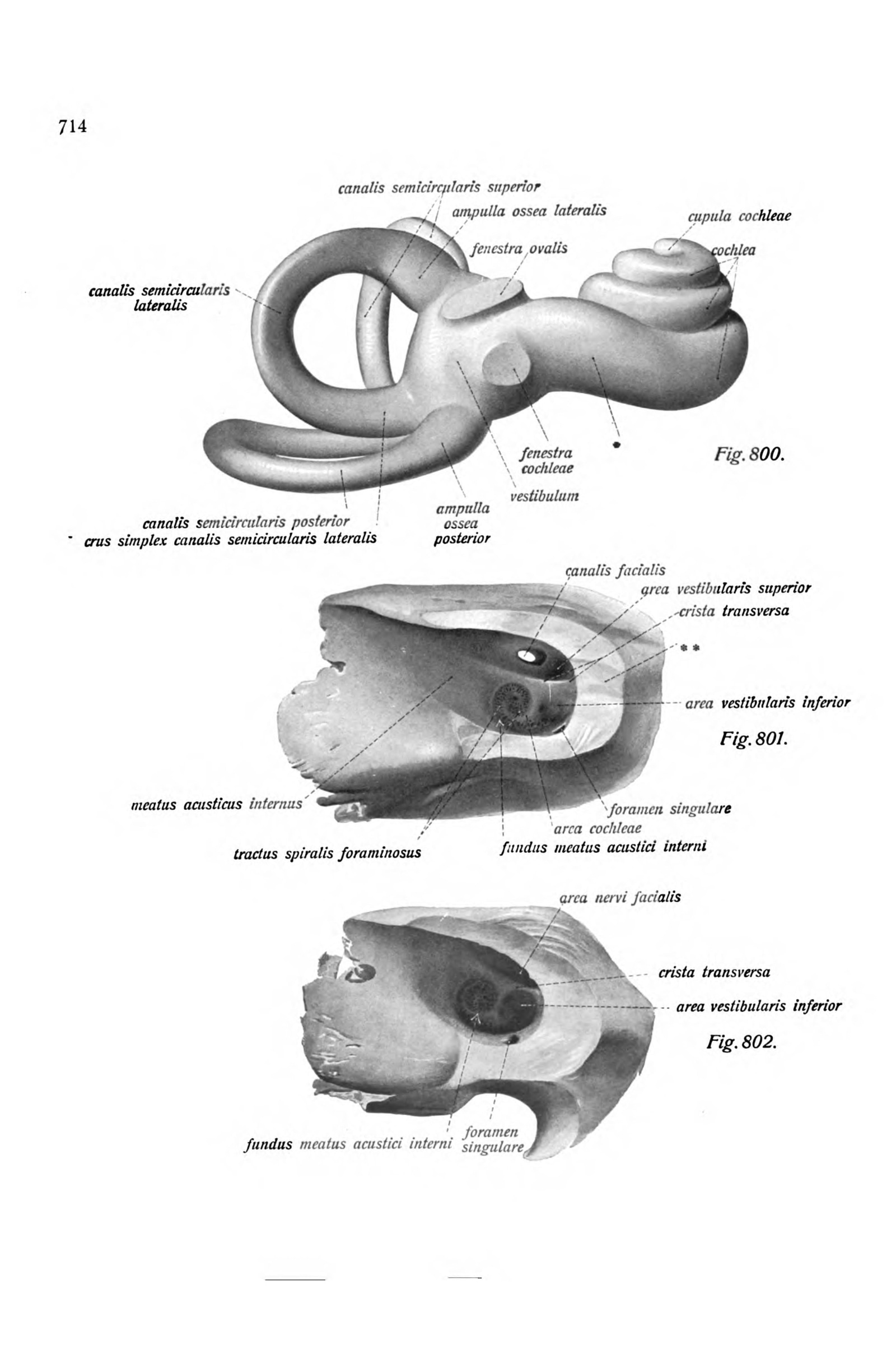 The Cochlea and Semicircular Canals
