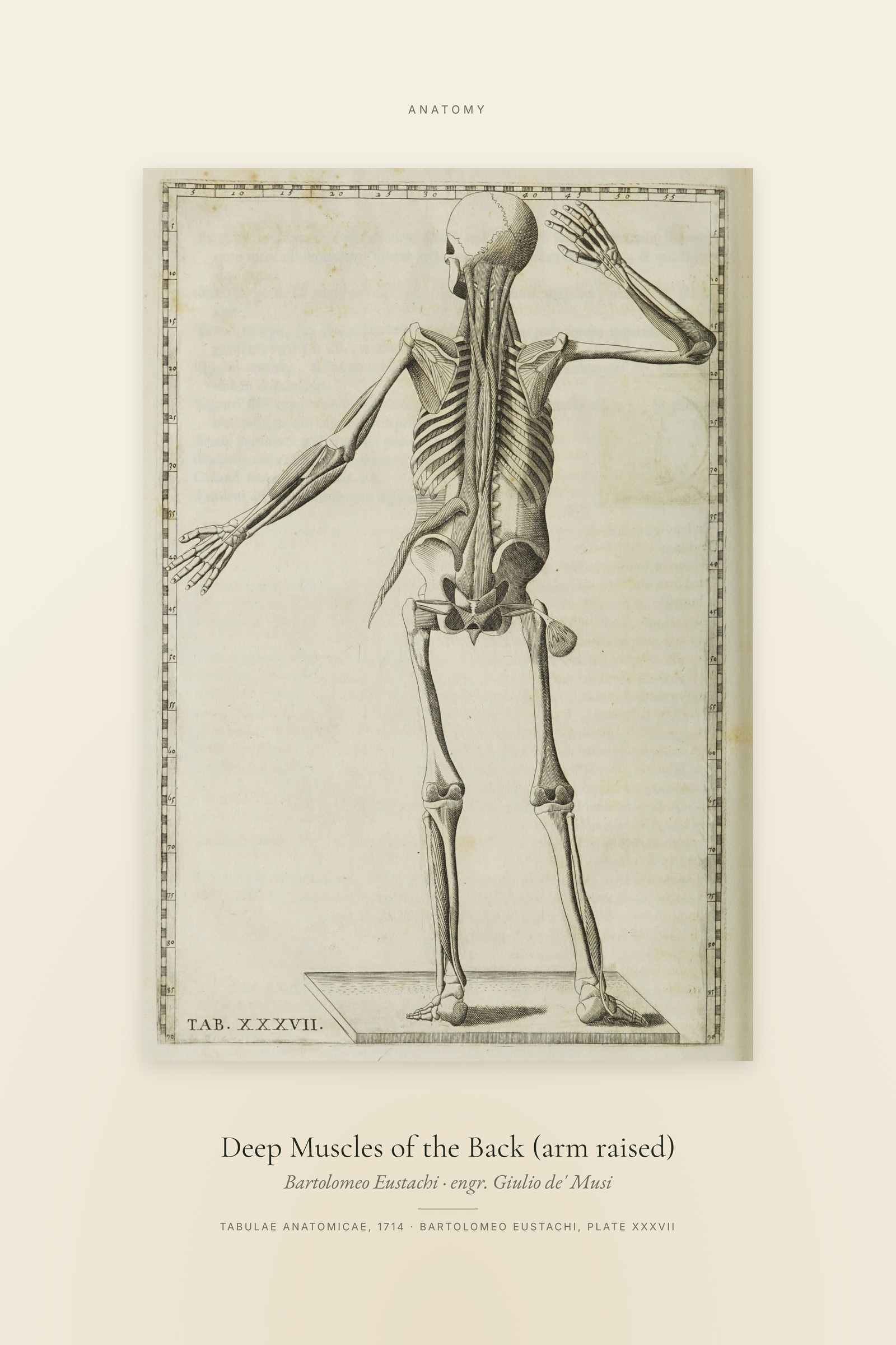 Deep Muscles of the Back (arm raised) — Specimen